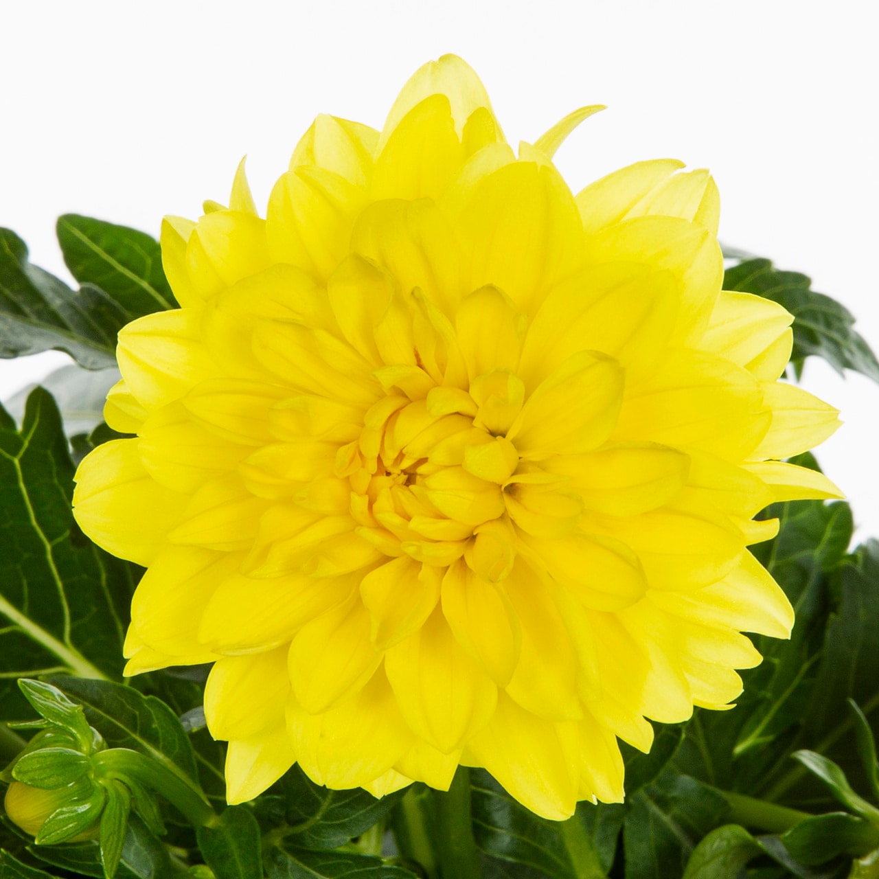 Metrolina Greenhouses 5047 annuals - View #2