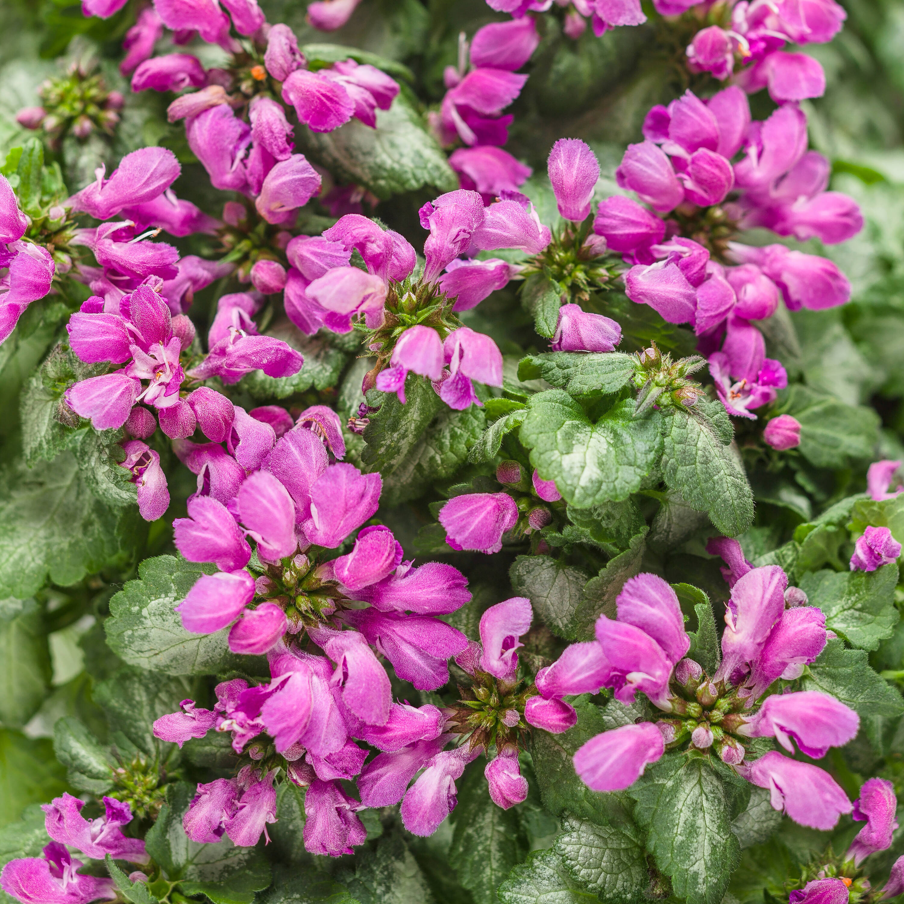 Proven Winners LMIPRS2017103 Purple Purple Chablis Dead Nettle (Lamium) Plant in 0.65 -Gallon Pot