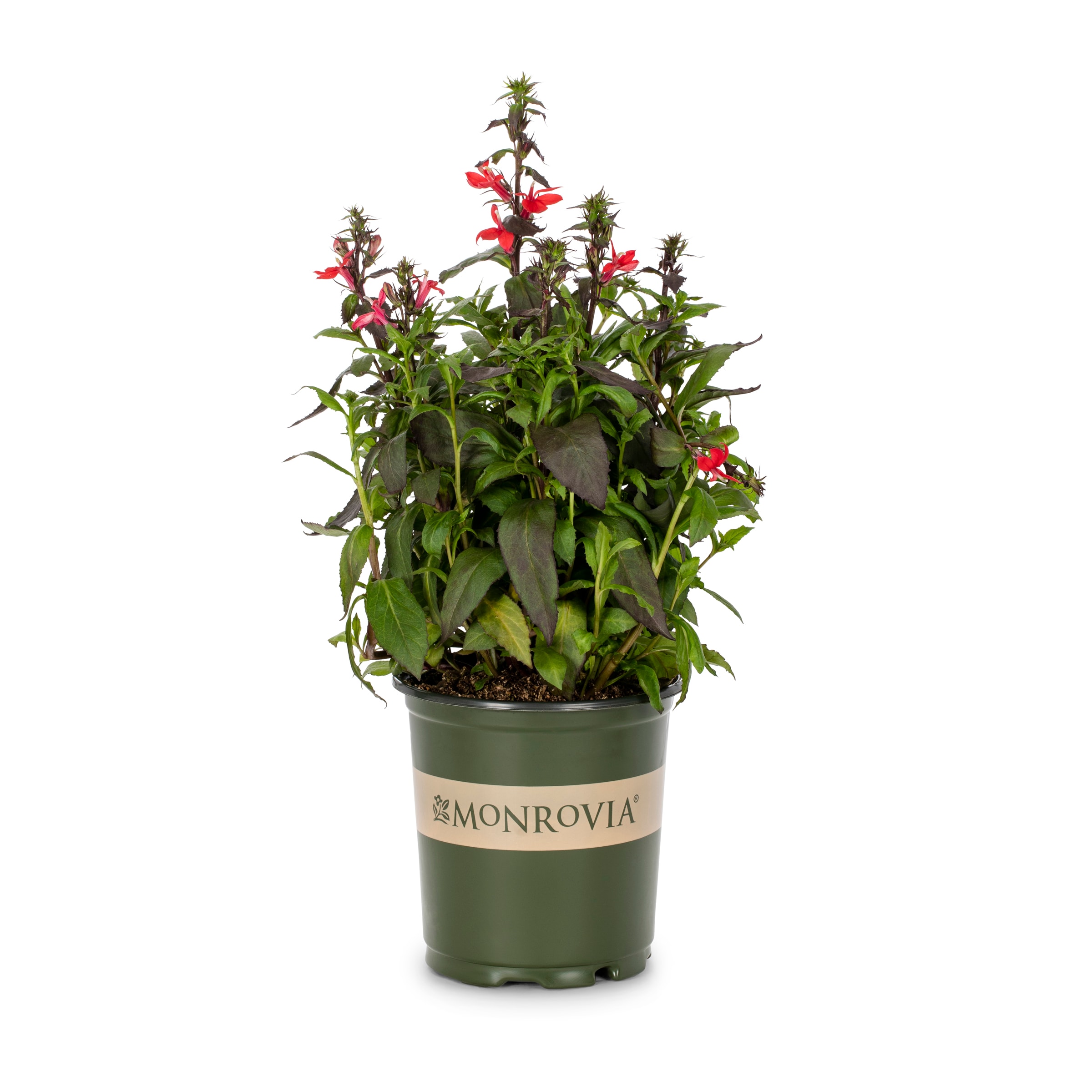 Monrovia NURSERY Red Lobelia Plant in 2.5 -Quart Pot 1 -Pack