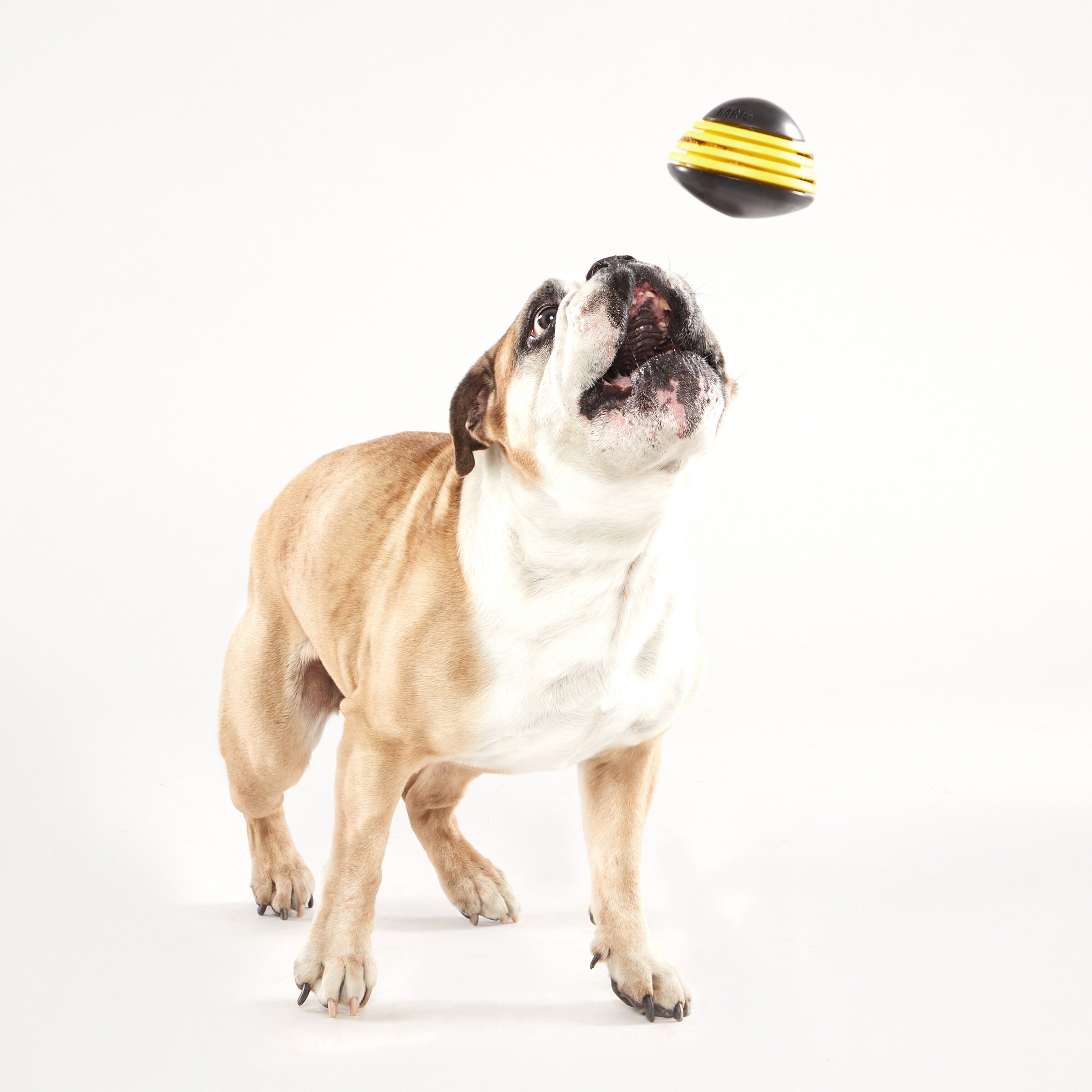 BARK 214994 Dog-Toys - View #5