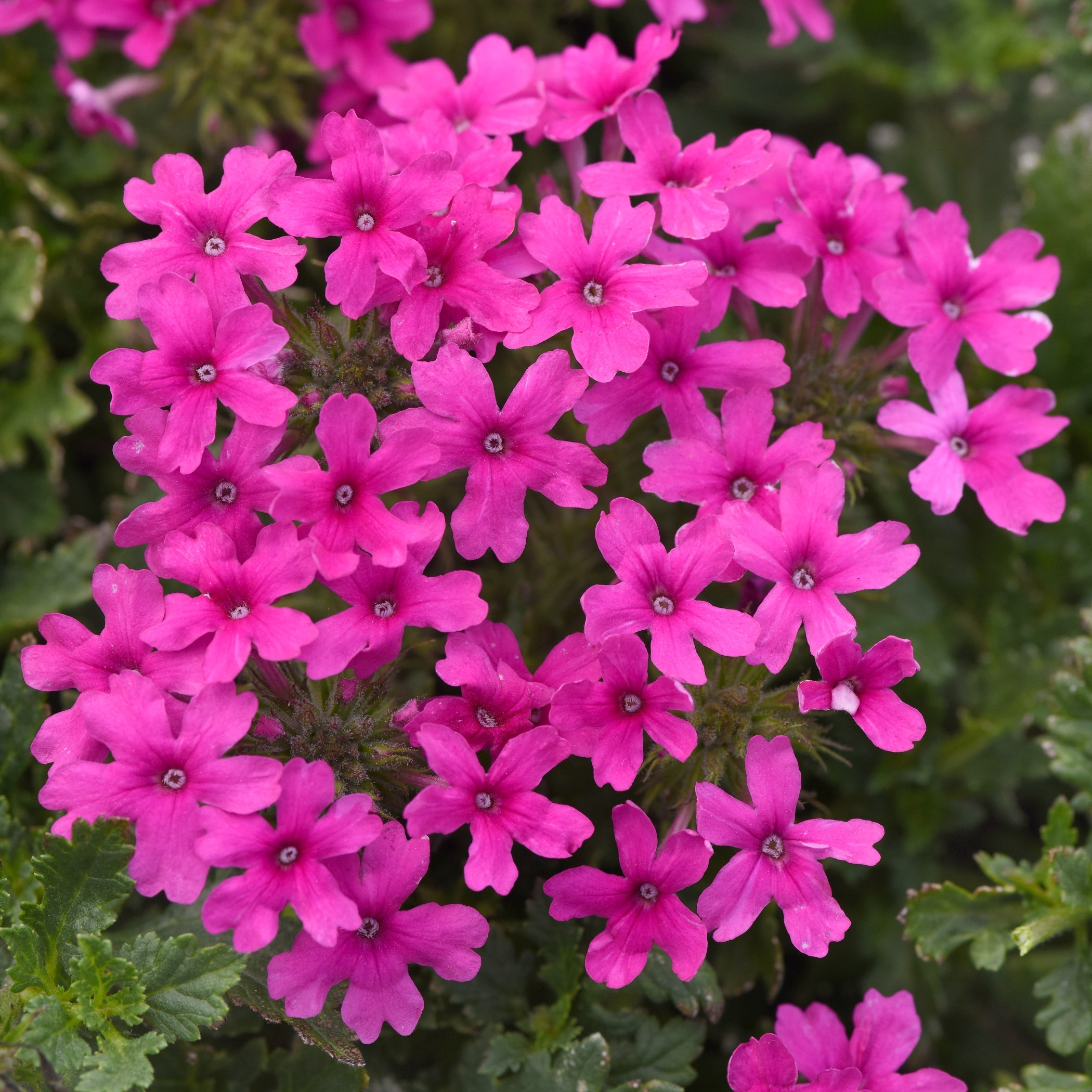 National Plant Network LW1476 Pink Verbena in 2 -Pack Pot