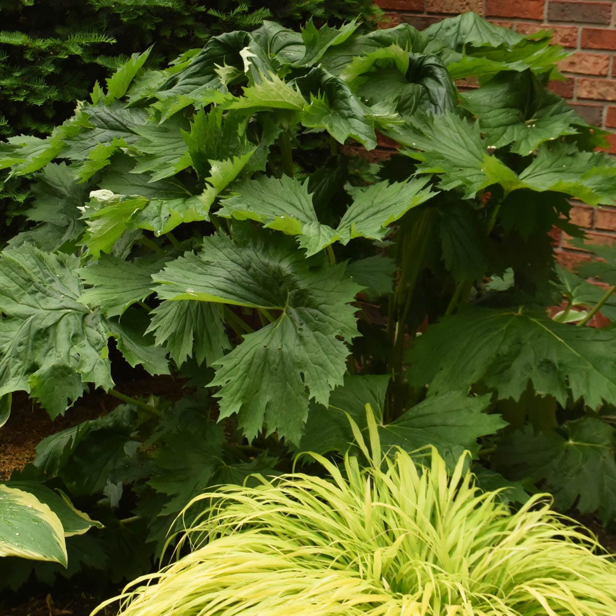 Spring Hill Nurseries 92702 perennials - View #2