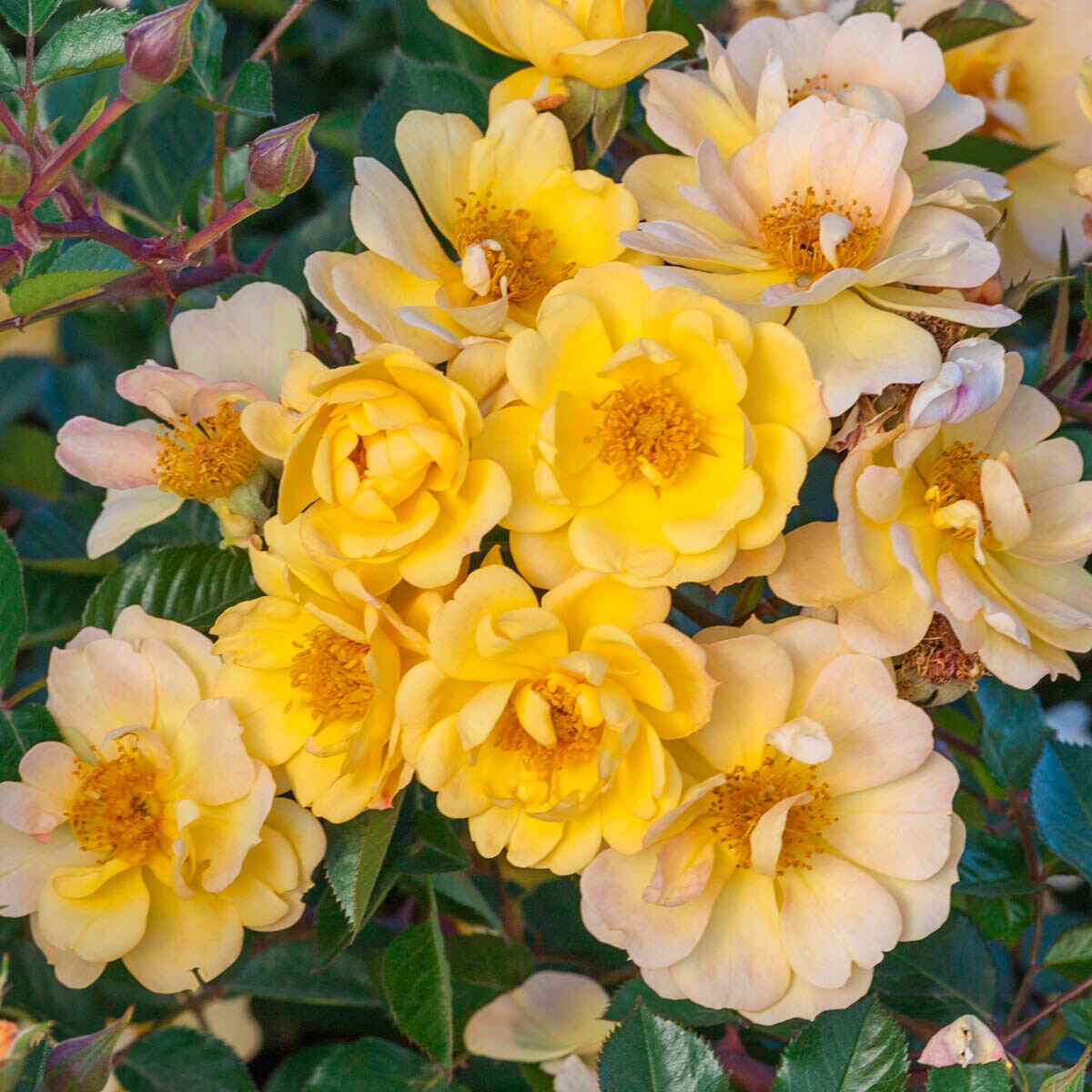 Spring Hill Nurseries 86319 roses - View #3