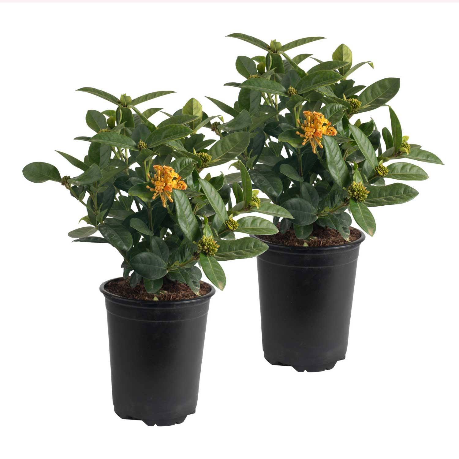 Ixora Taiwanese Shrubs at Lowes.com