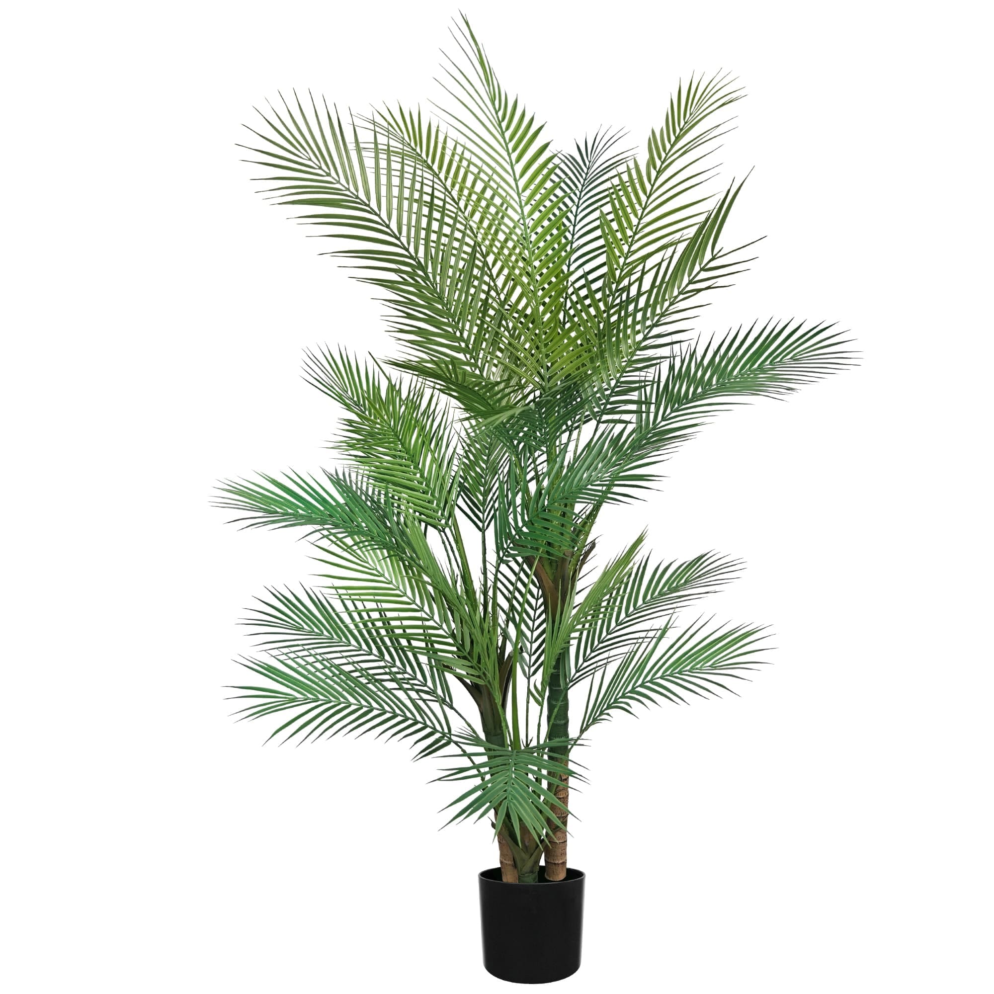 dragon tree dracaena draco 10 DRAGON TREE Dracaena Draco Canary Island Drago Blood Asparagus Yucca  Evergreen Succulent Houseplant Orange Berry White Flower Seeds