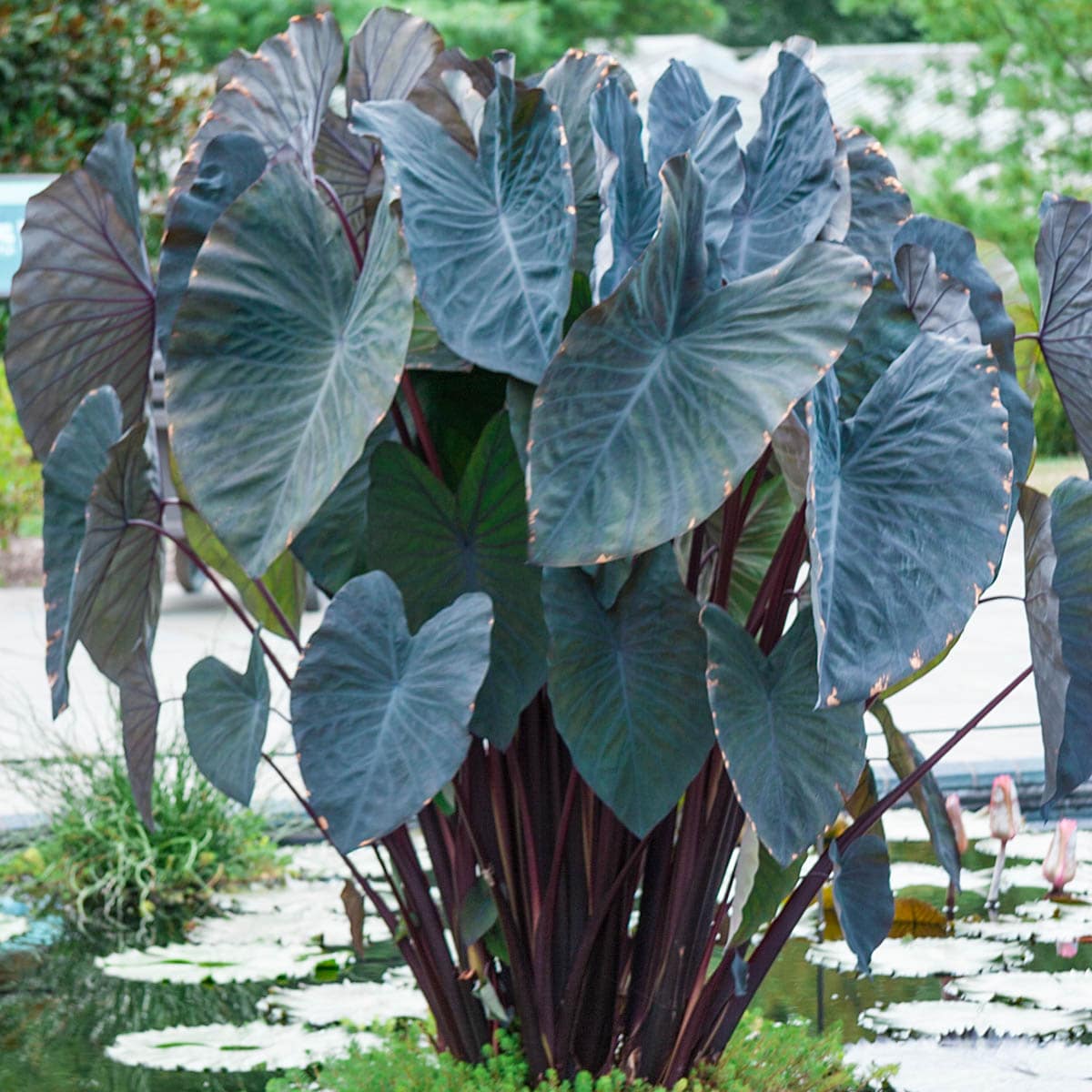 Direct Gardening 96046 Plant-Bulbs - View #3