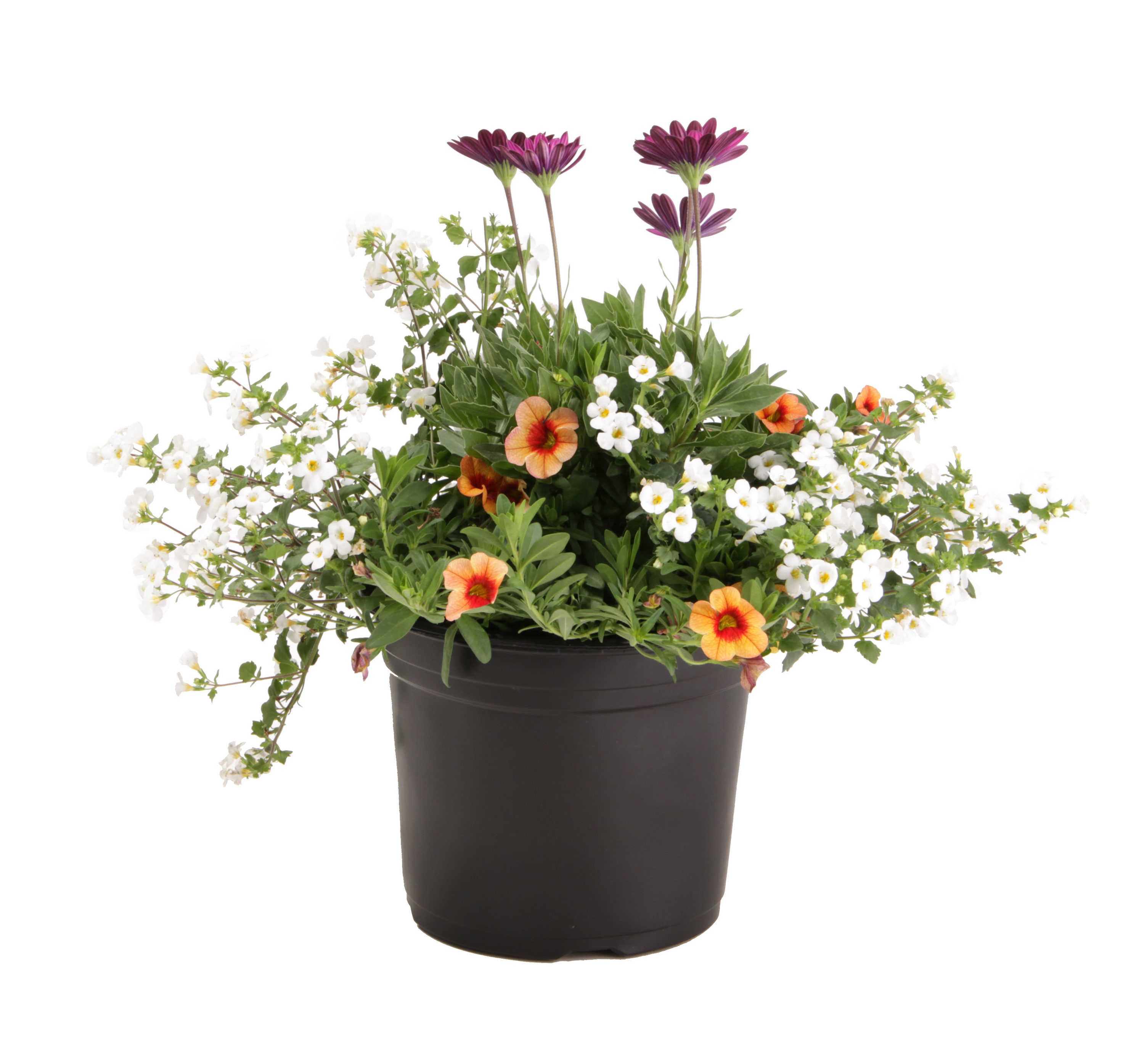  NURSERY Multicolor Mixed Annuals Combinations in 3-Quart Pot