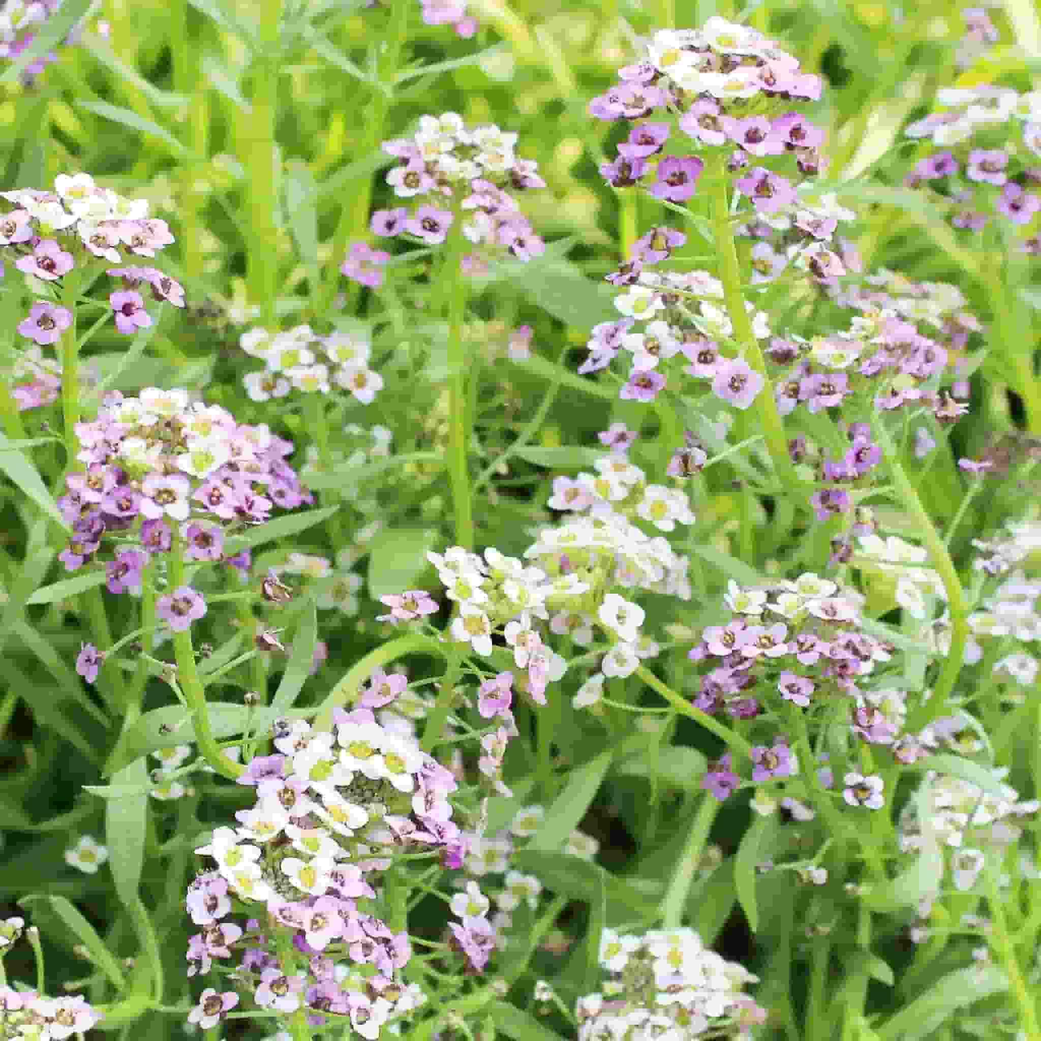 Ferry-Morse LC25.0001 seeds - View #3