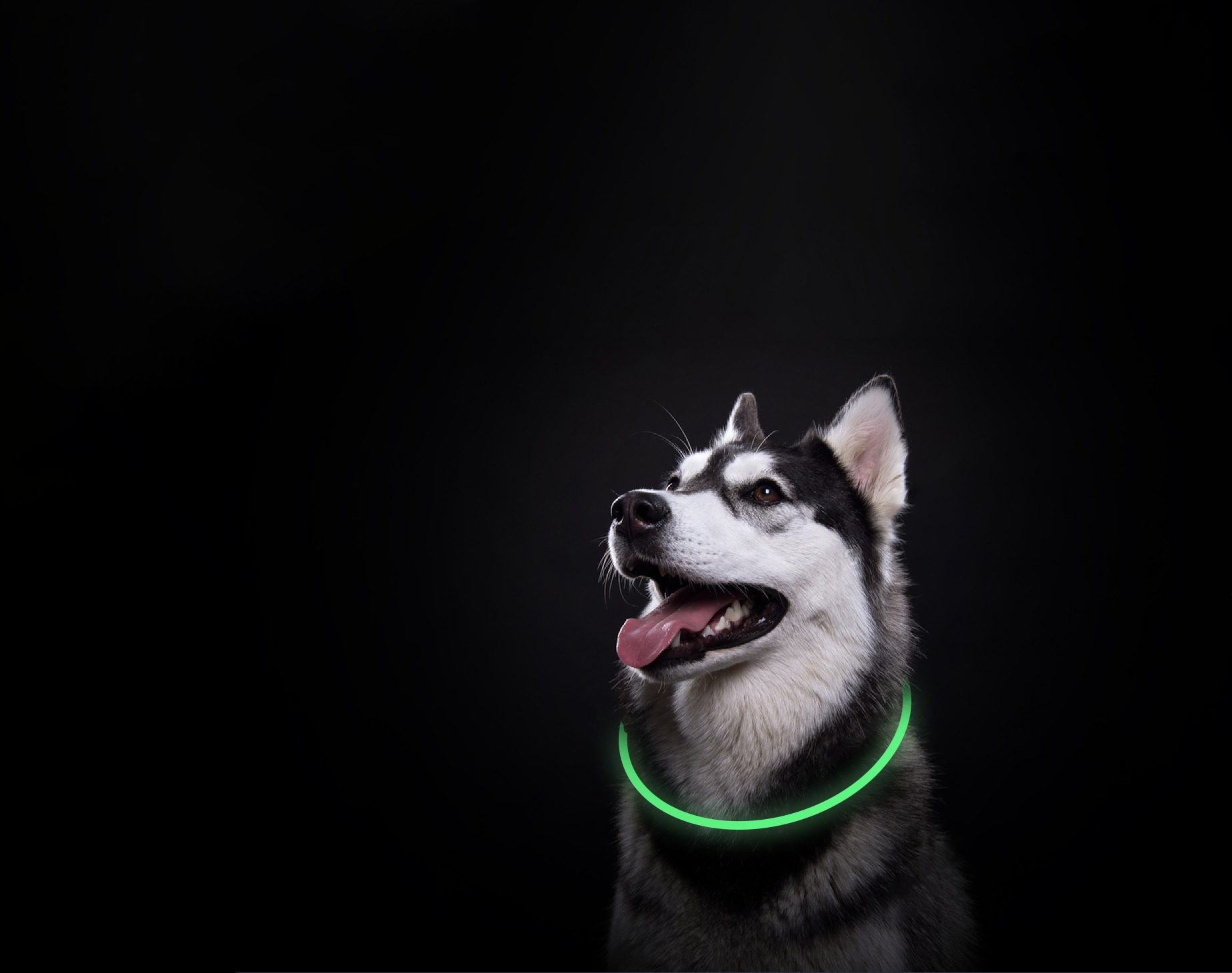 One Power OLP001-SG Dog-Collars-Harnesses - View #5