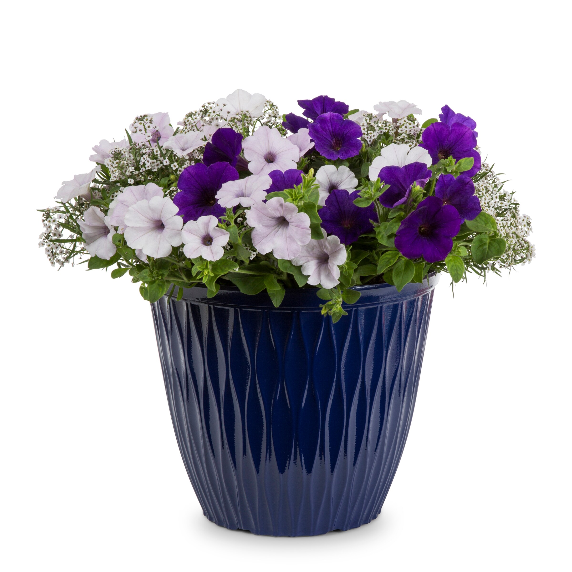 Lowe's NURSERY annuals - View #3