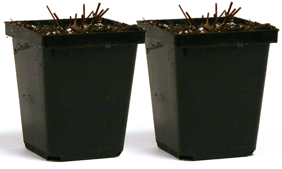 Van Zyverden 83055 Plant-Bulbs - View #2