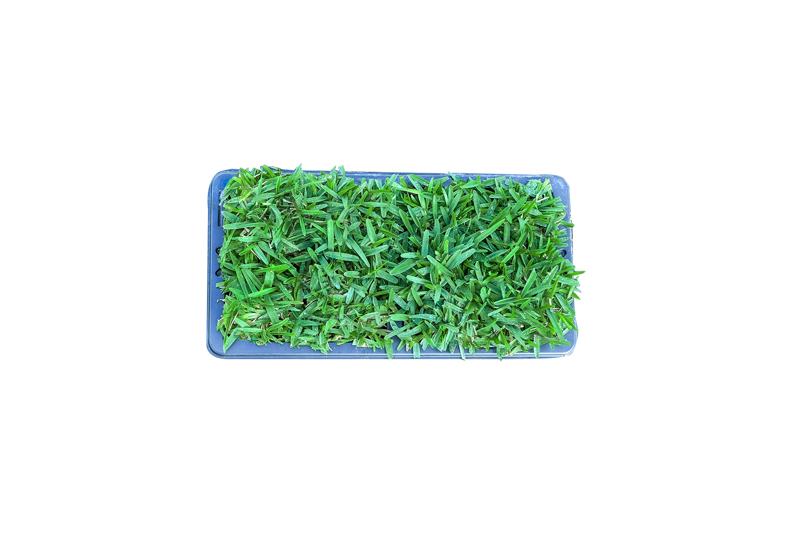 Bethel Farms T2PALM8 72-sq ft Natural St. Augustine Grass Sod Plug Lawn Repair SodPod ( Individual Piece Dimensions: 3-in x 3-in )