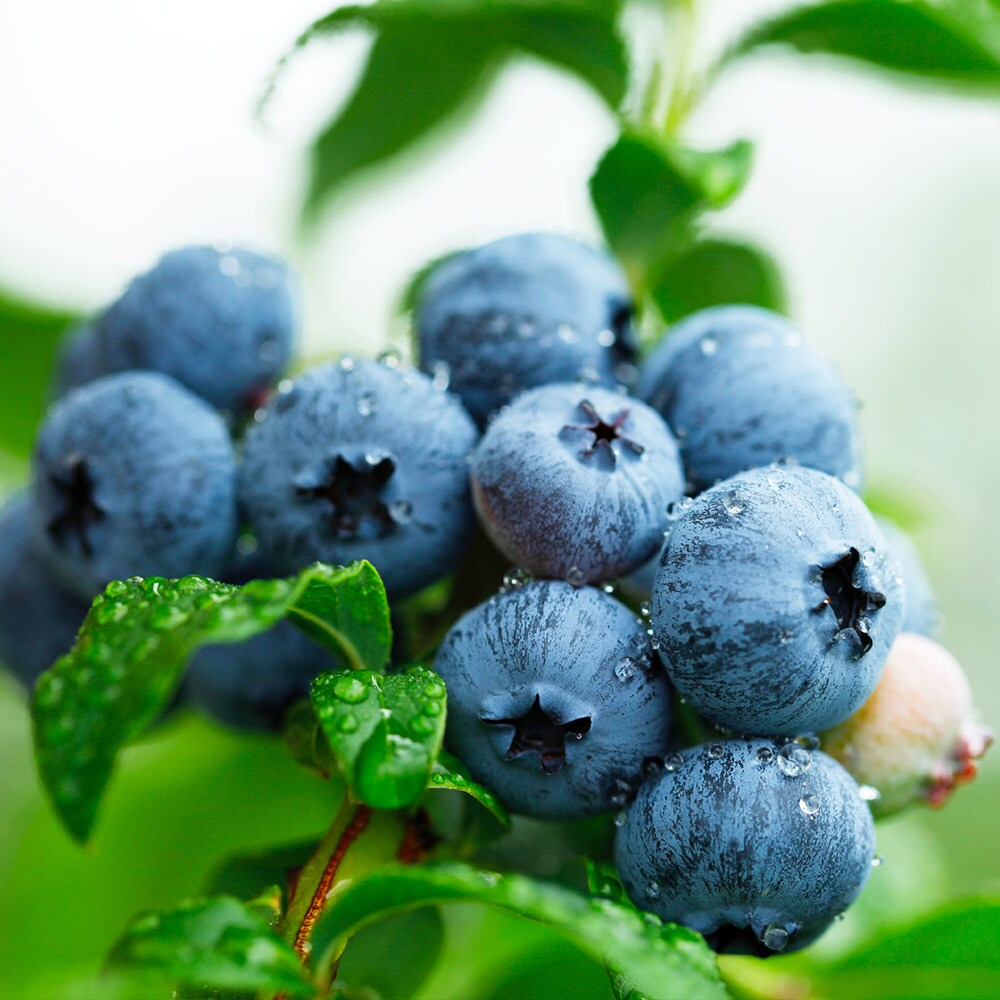 Brighter Blooms 13777 Blueberry Plant in Pot