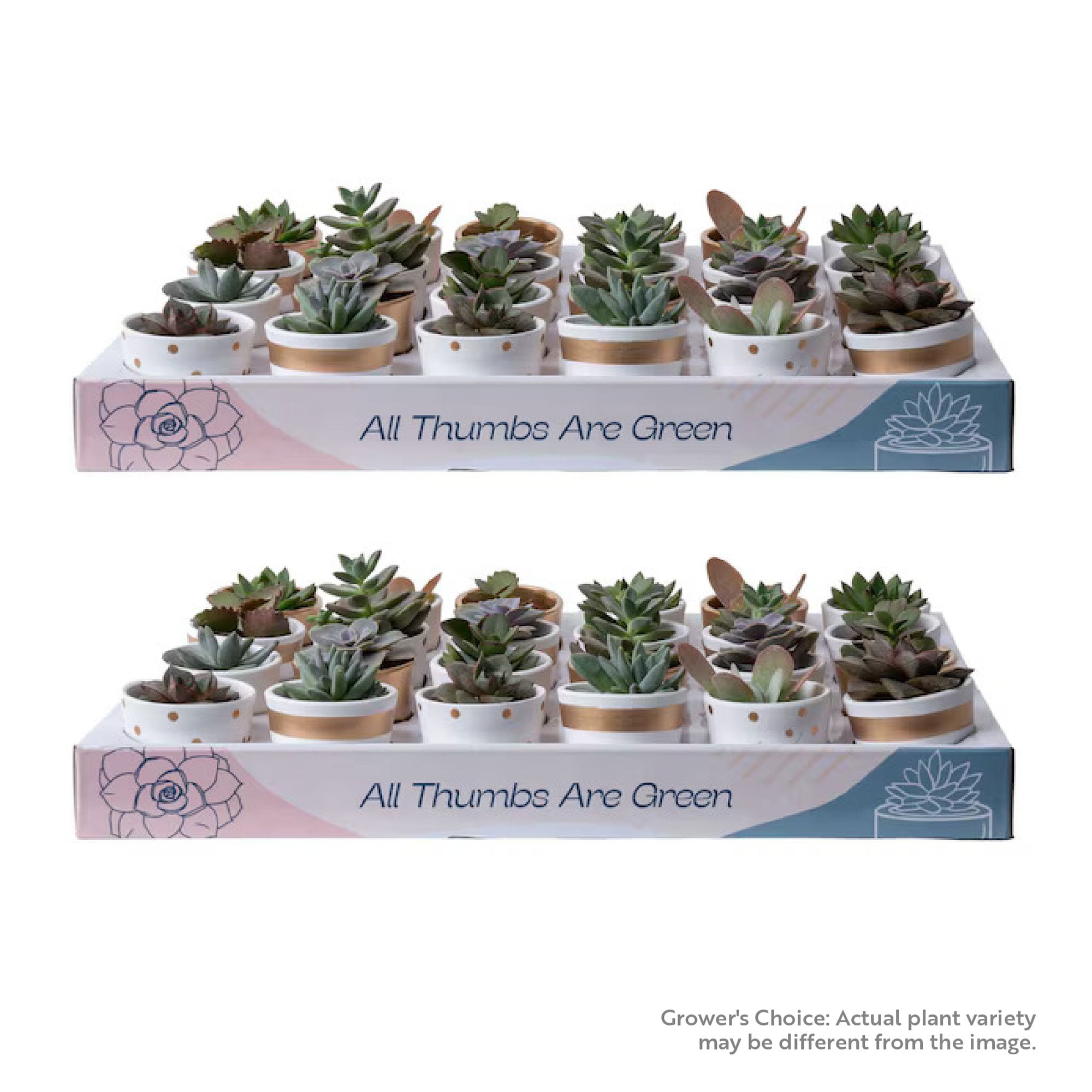 Costa Farms P-SUC-S-WAG-48-LW 48.0 -Pack Grower's Choice Assorted Succulents in 2 -in Pot