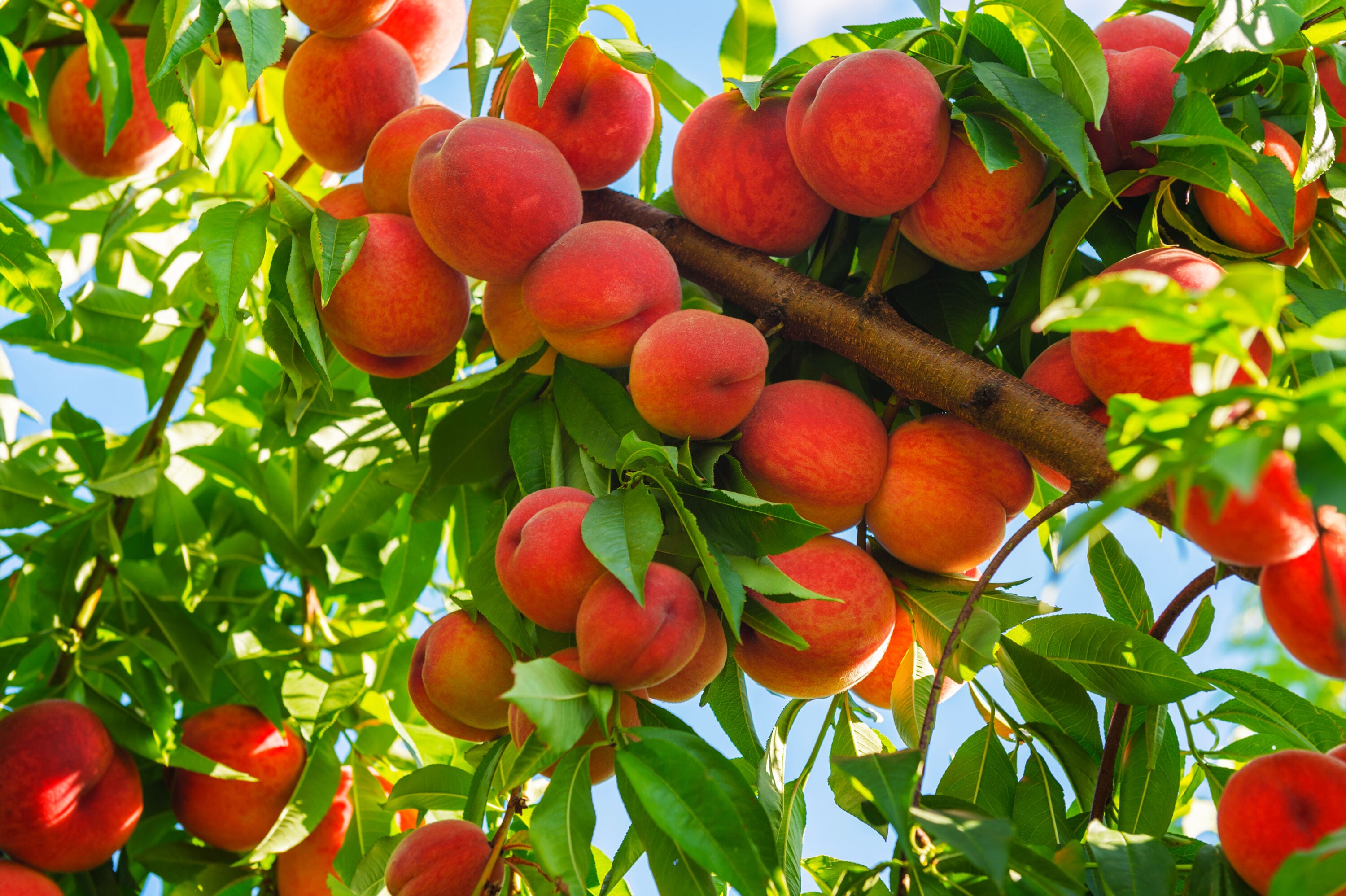 Online Orchards Royal Ann Cherry Tree - Prunus avium - Bare Root Fruit  Plant - Full Sun, Attracts Butterflies & Pollinators - Summer Harvest -  Zone 5 in the Fruit Plants department at