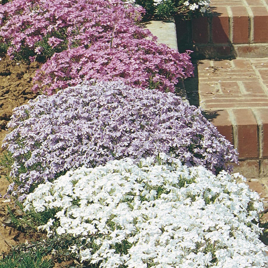 Lowe S Green Carpet Plant In 0 5 Flat Tray At Lowes Com   03952725 