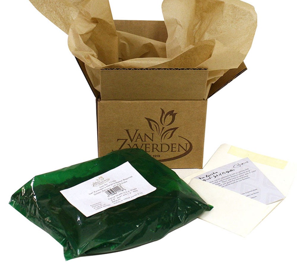 Van Zyverden 88384 Plant-Bulbs - View #7