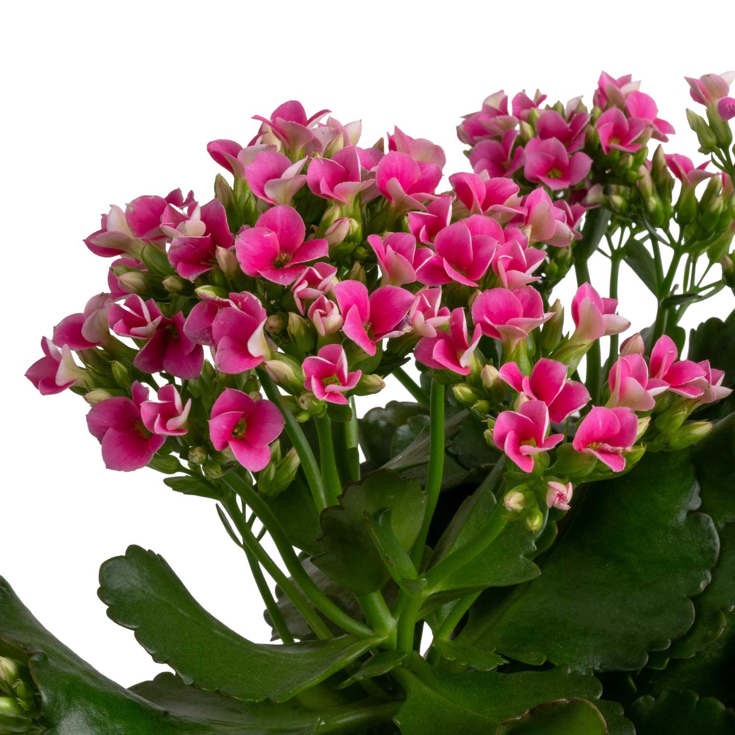 Costa Farms Multicolor Grower's Choice Color Kalanchoe Gift Wrap House ...