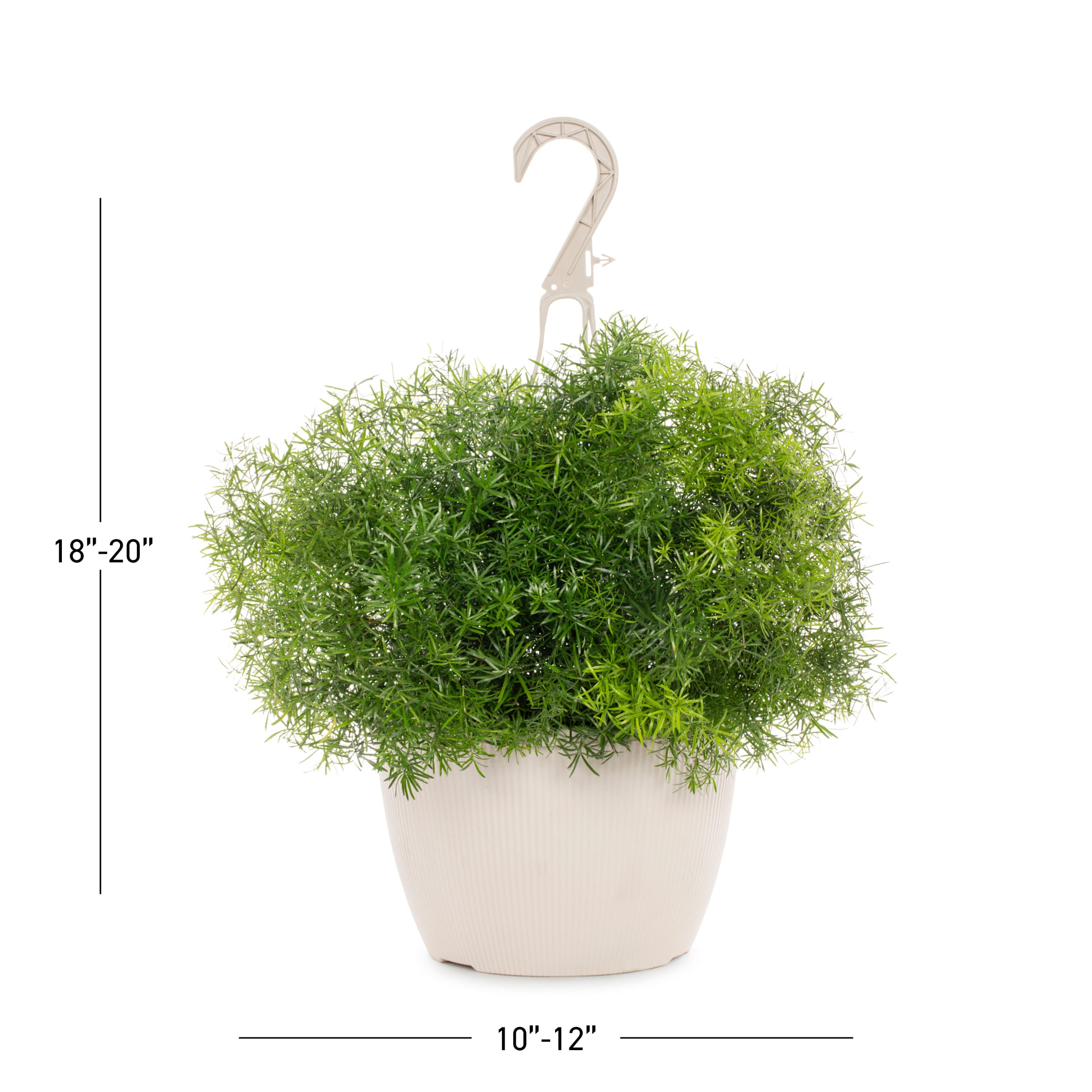 Lowe's NURSERY annuals - View #3