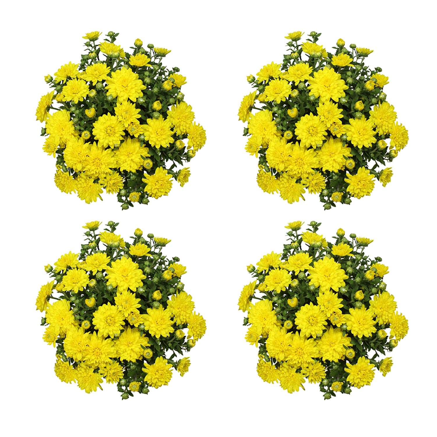 Altman Plants 0881144 annuals - View #2