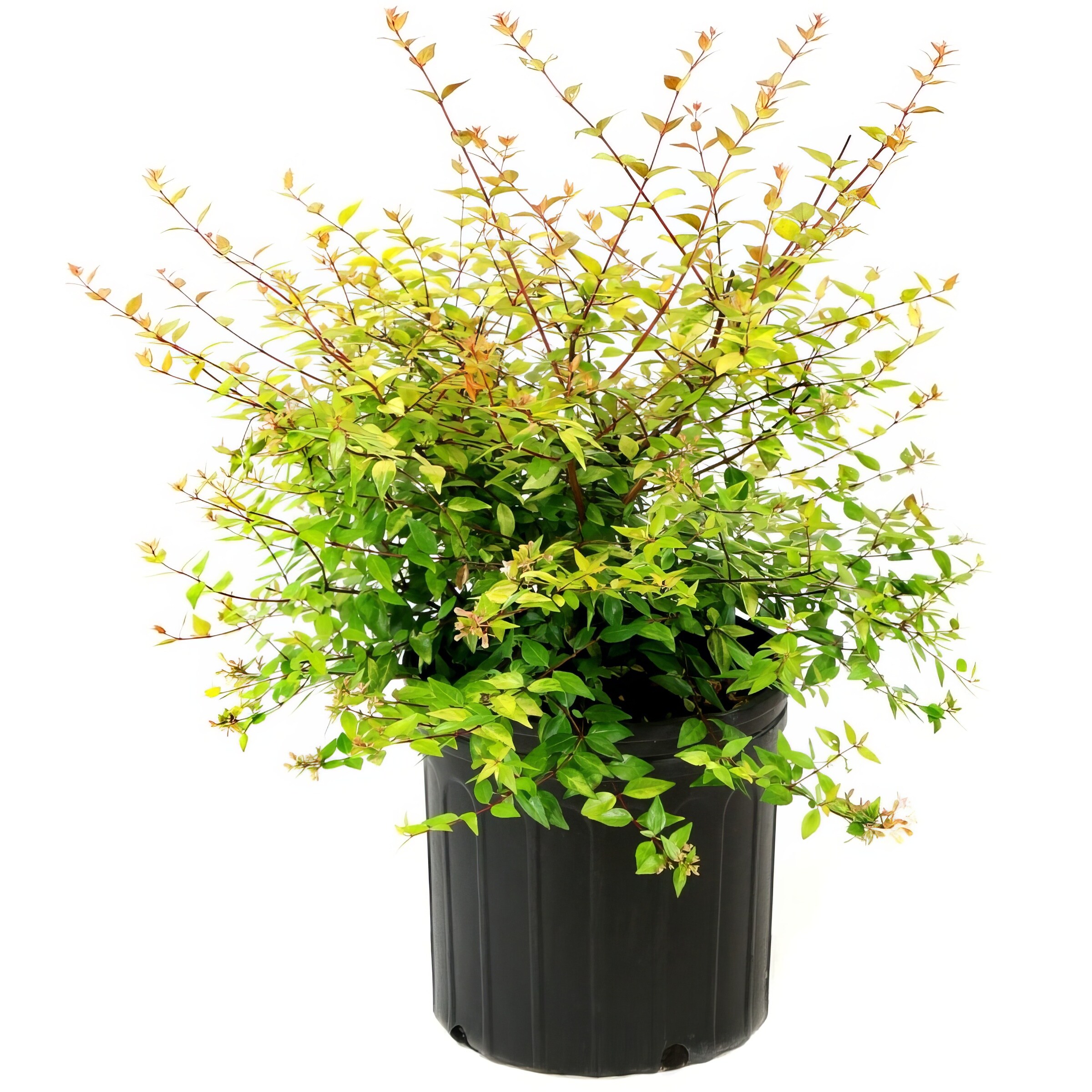 National Plant Network LW1845 shrubs - View #6