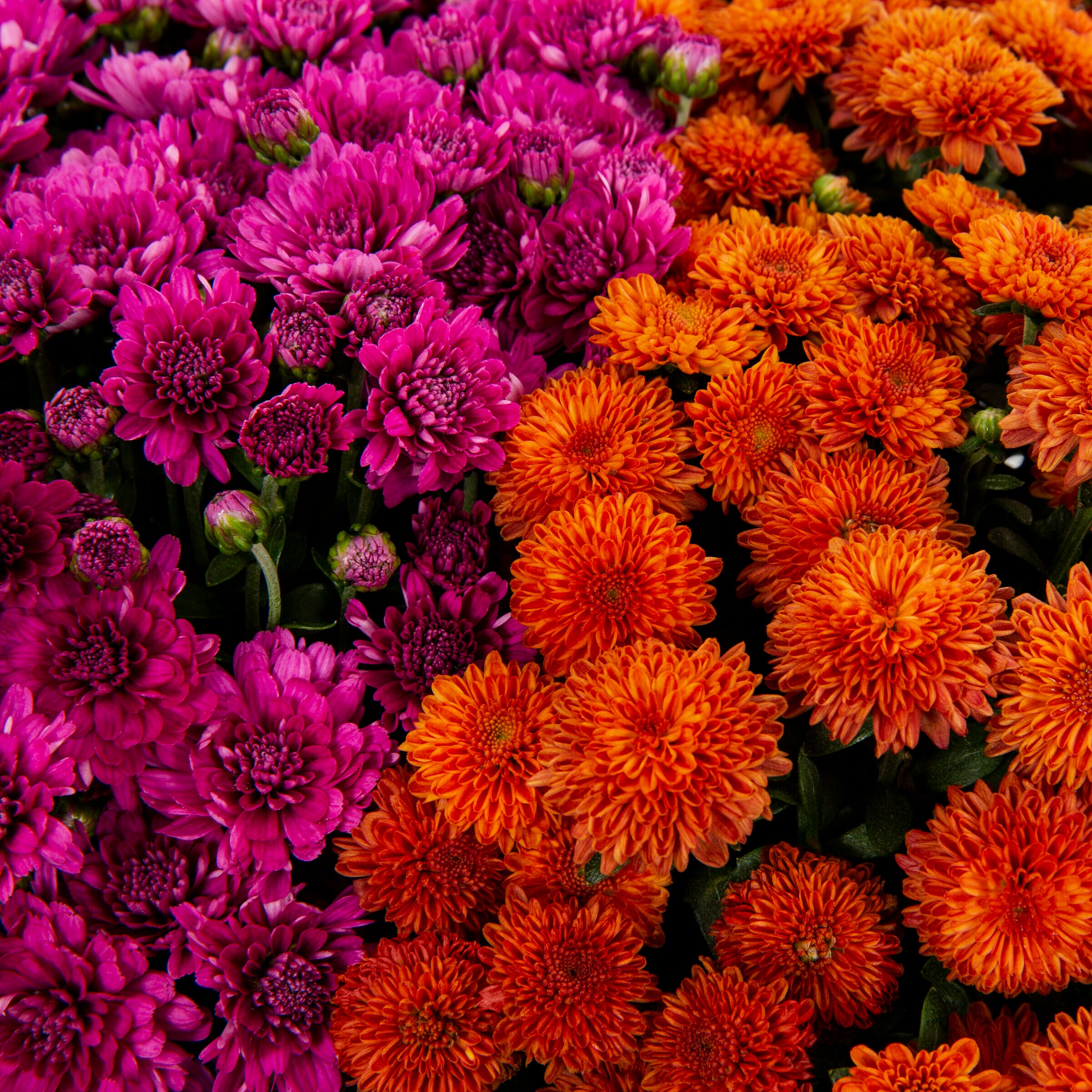 Lowe's 3733932 annuals - View #2