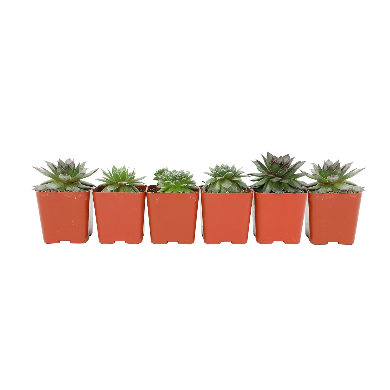 Altman Plants 6 Pack Hen And Chicks In 2 6 Oz Pot In The Succulents