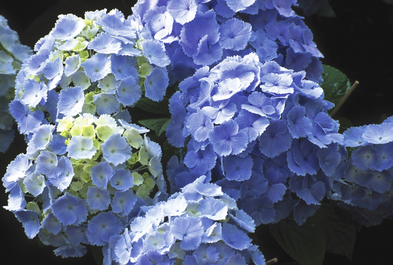 Lowe's Multicolor The Original Reblooming Hydrangea Flowering Shrub In 