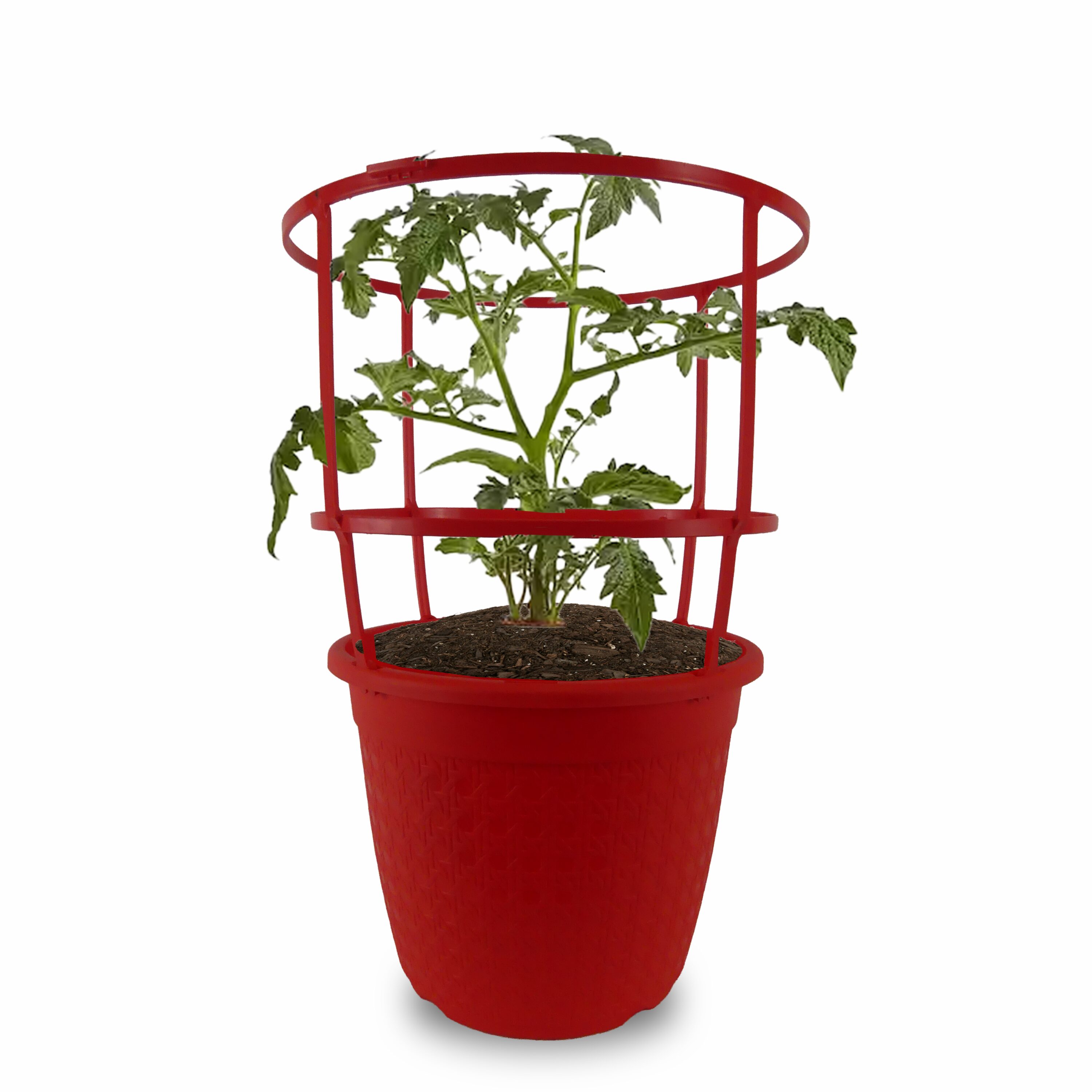 Ferry-Morse 1.47 Gallons Tomato Plant 1 -Pack