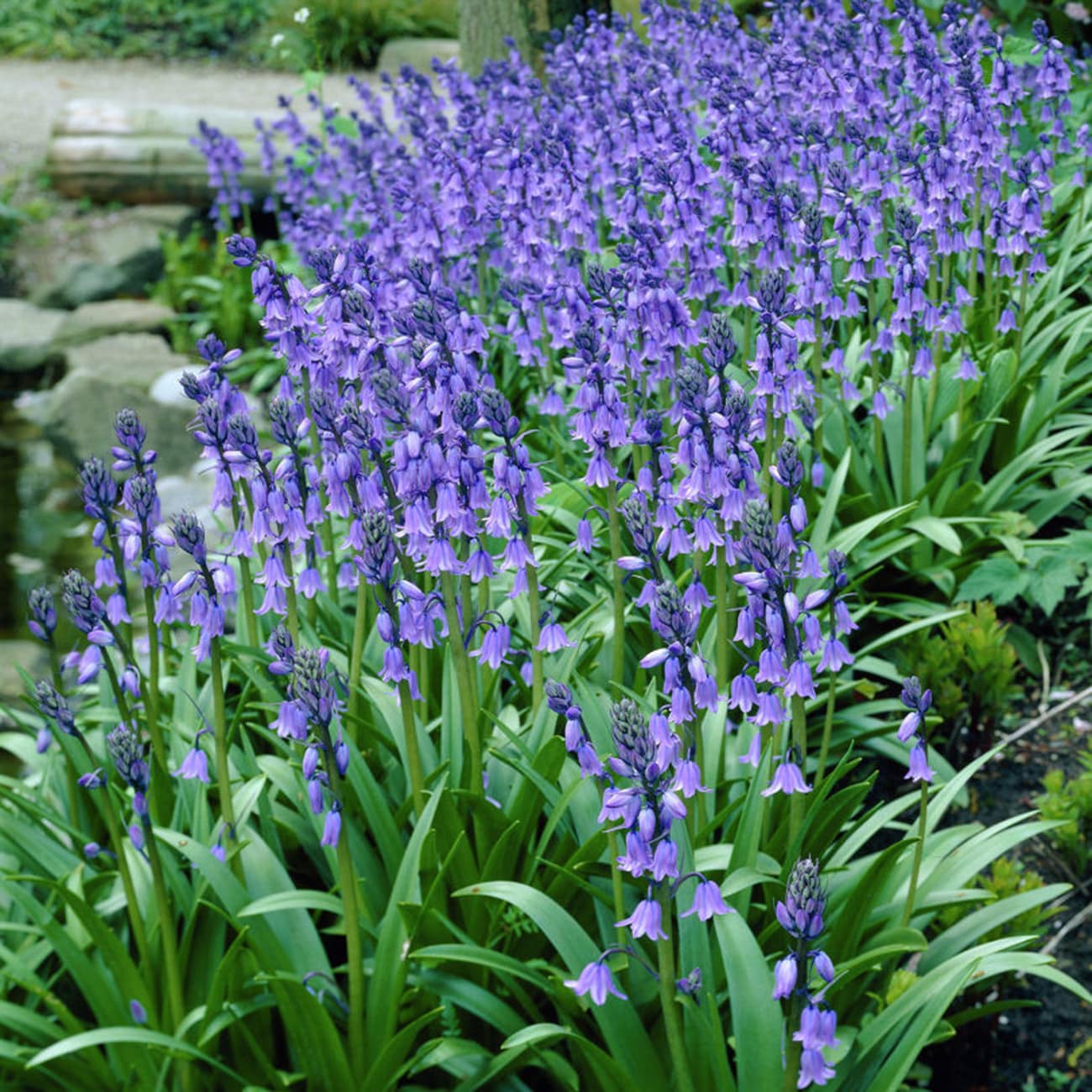 Van Zyverden 87108 Blue Wood Hyacinths Hispanica Blue Bulbs 25 Pack