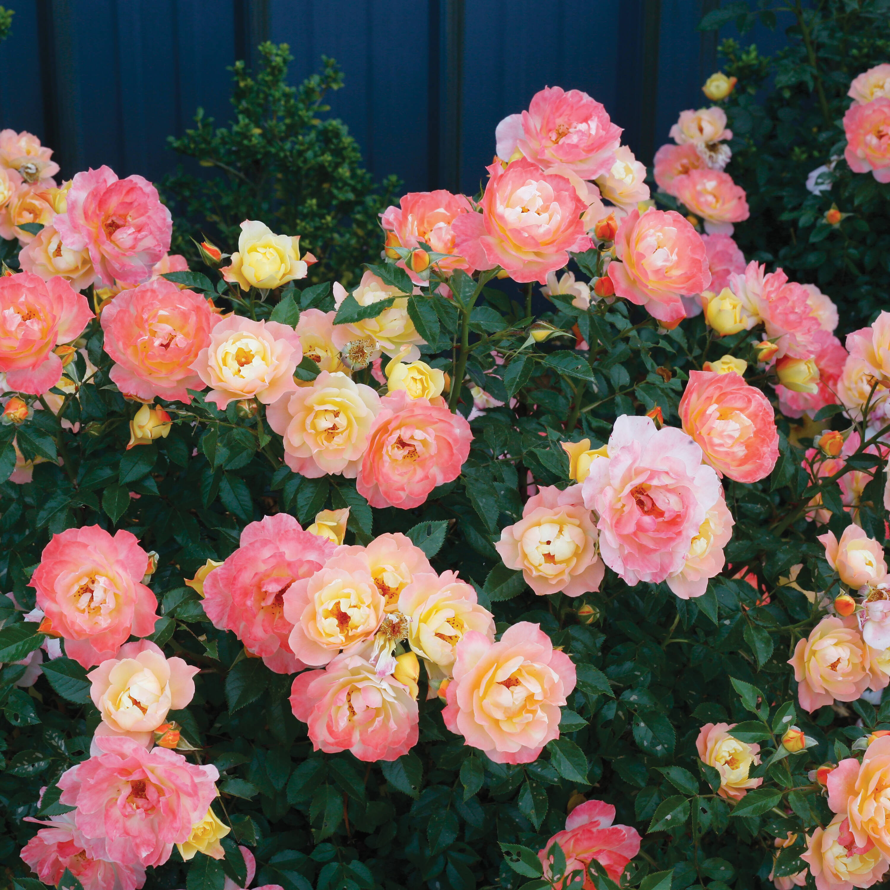 Proven Winners ROSPRC1086101 shrubs - View #3