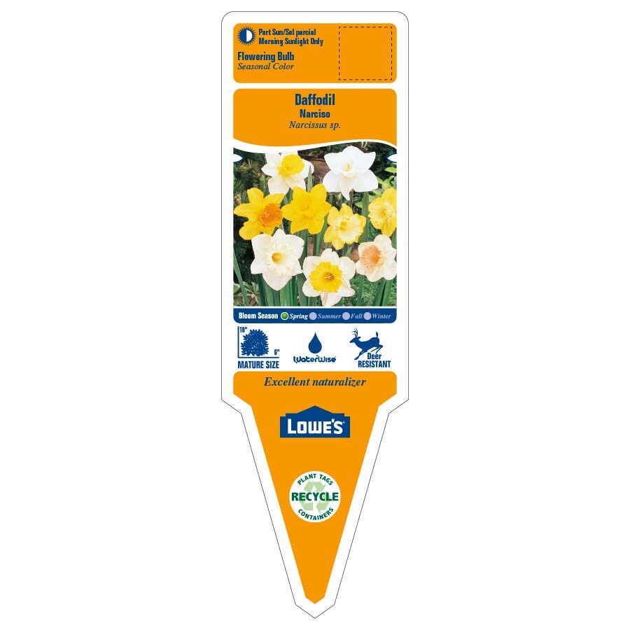 Lowe's Multicolor Daffodil Bulbs (L17330) Pot 2.5-Quart in the Plant Bulbs  department at