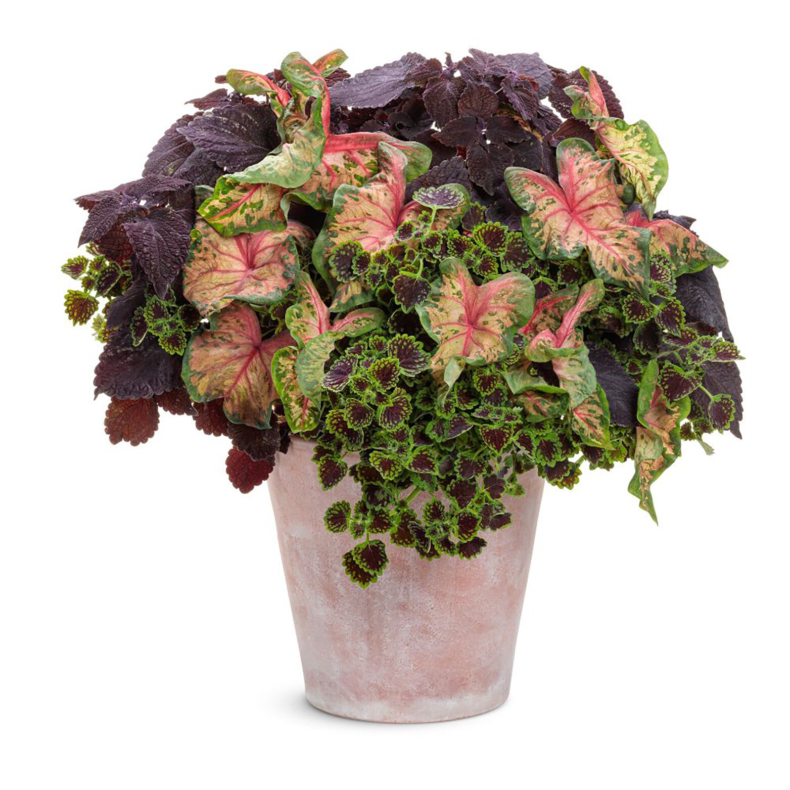 Proven Winners COLPRW1467504 annuals - View #3