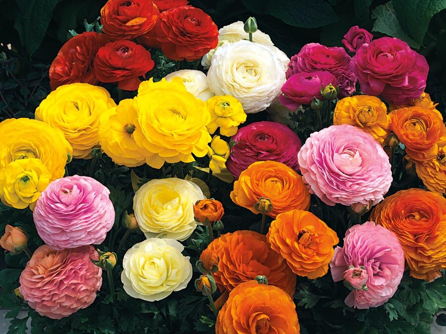 Lowe's NURSERY Multicolor Ranunculus in 1-Pint Pot