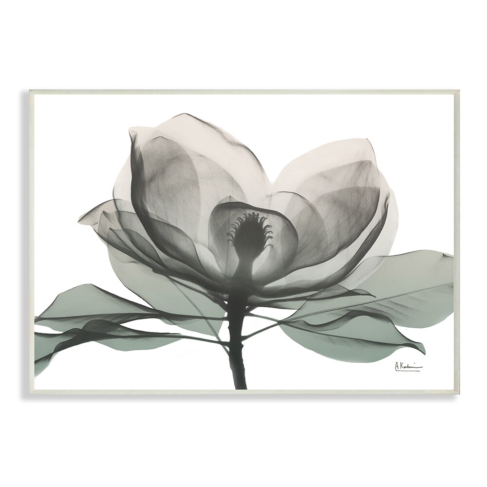 Stupell Industries AC-535-WD-10X15 White Magnolia Flower White Green Silhouette Albert Koetsier Framed 15-in H x 10-in W Floral Print