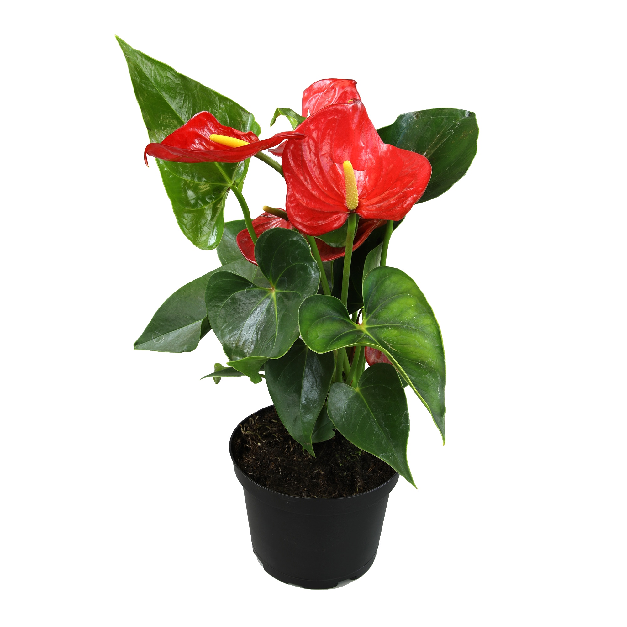 Altman Plants 0881524 hseplants - View #10