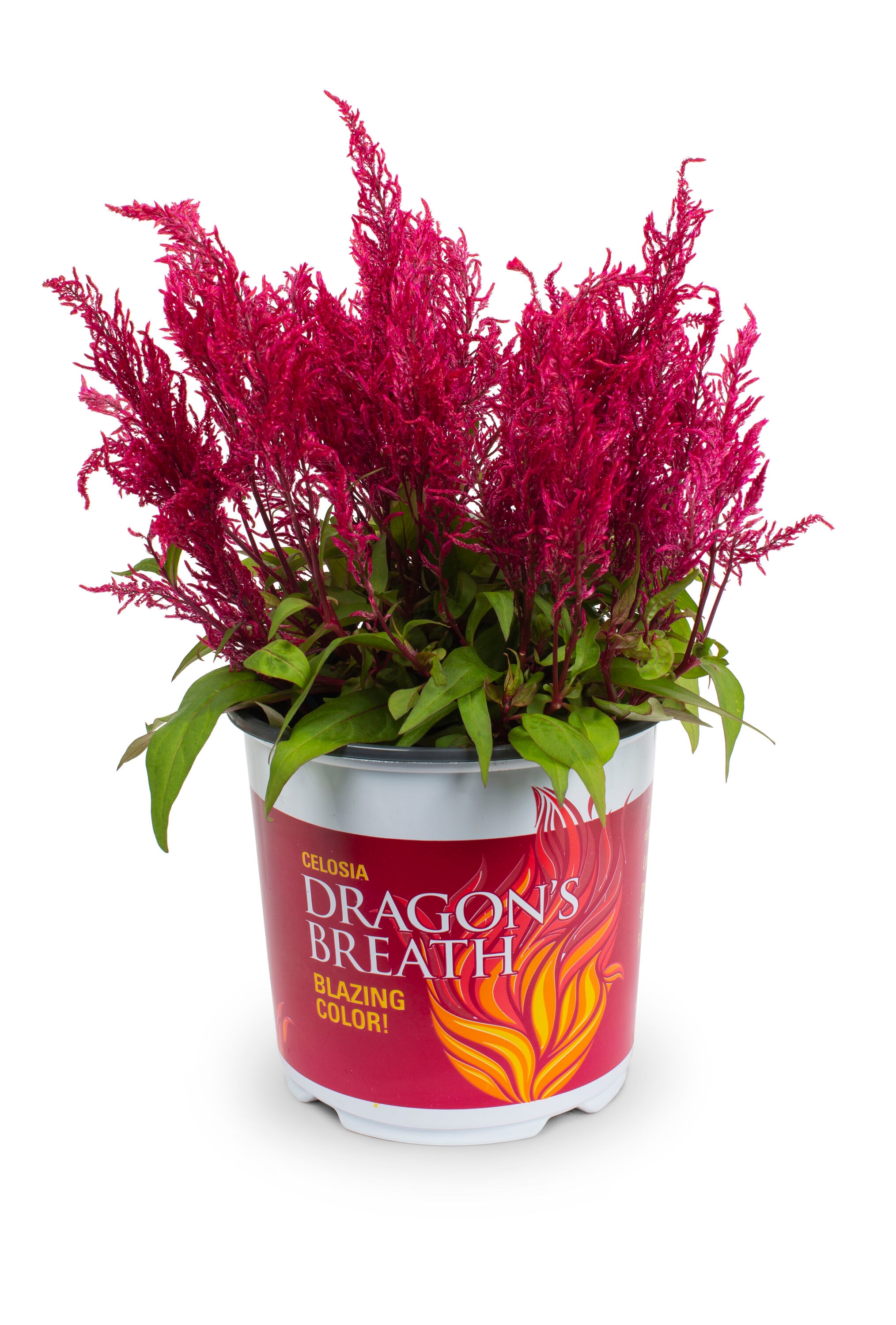 Lowe's 753171 Multicolor Cockscomb in 1.5-Gallon Pot