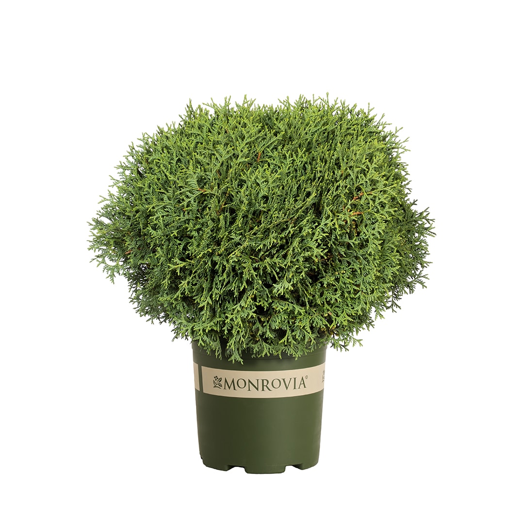 Monrovia KT10507292000200000 Hetz Mini Arborvitae Foundation/Hedge Shrub in 1.73 -Gallon Pot 1 -Pack