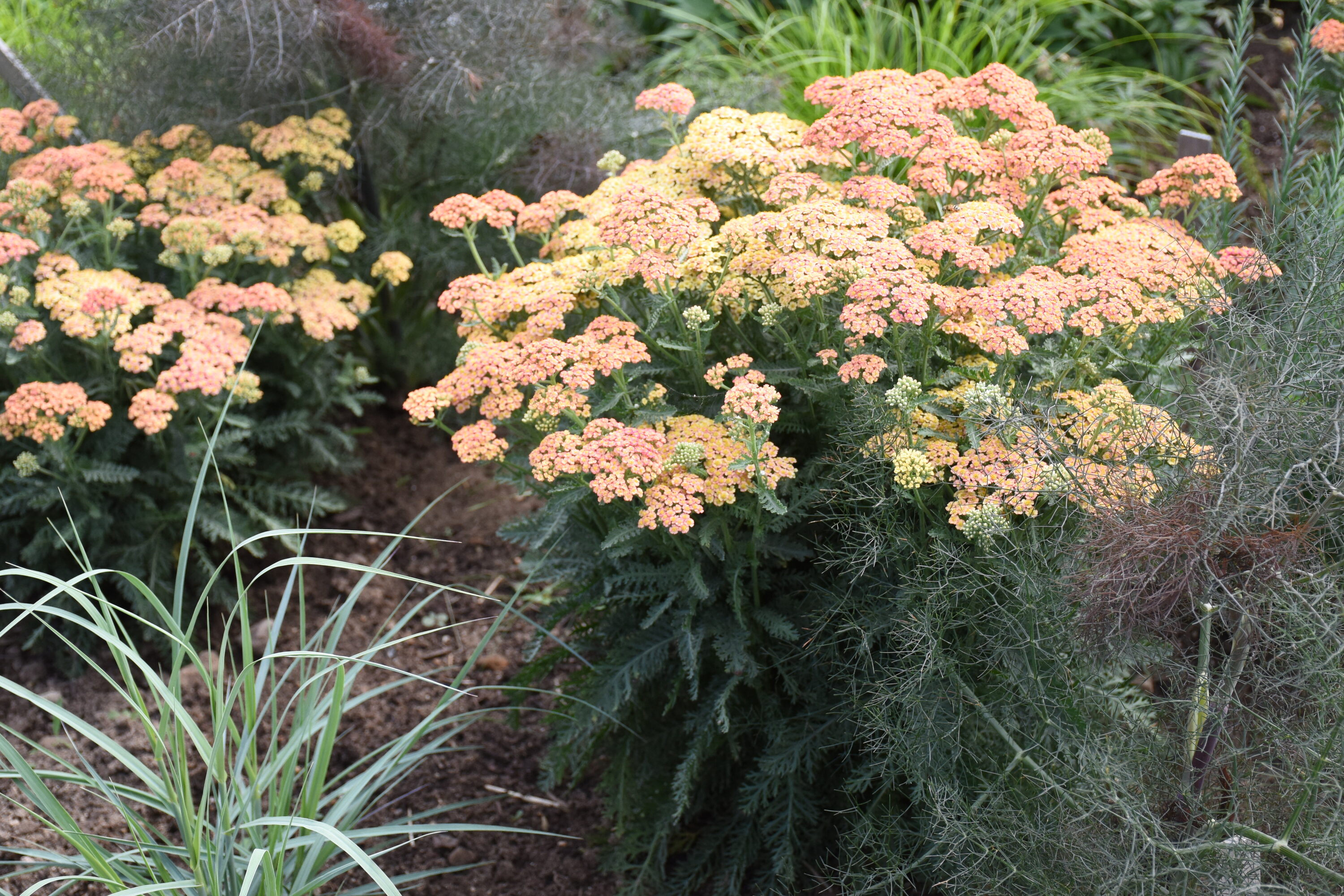 Proven Winners ACHPWP1026102 perennials - View #2