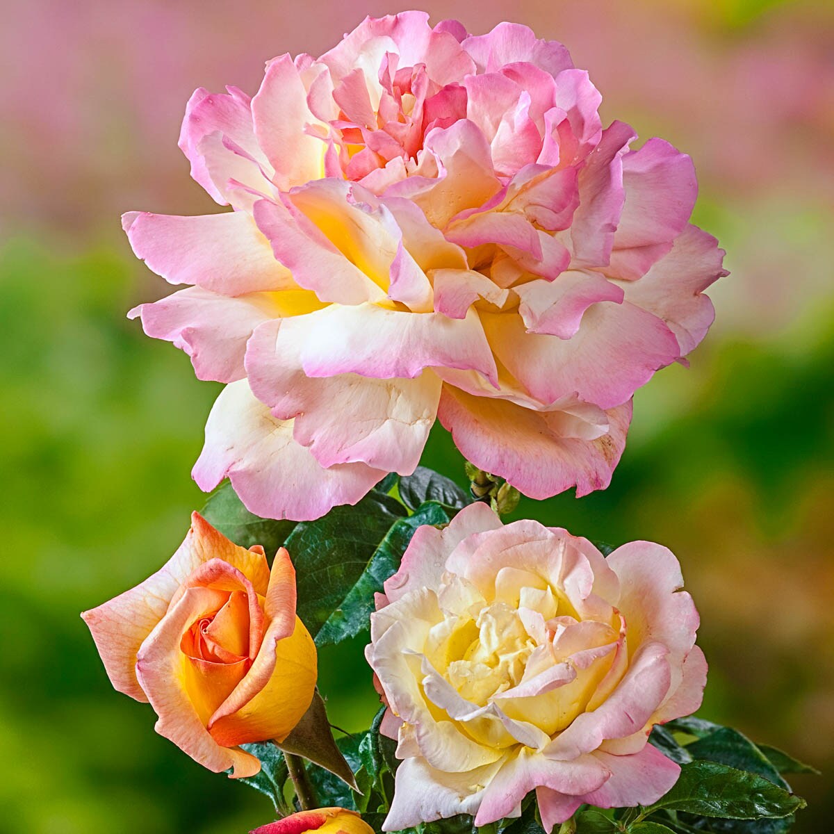 Spring Hill Nurseries 88166 roses - View #2