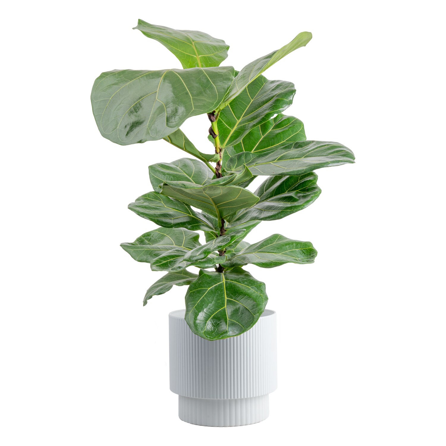 Costa Farms Fiddle Leaf Ficus Lyrata Column House Plant in 10-in Pot at ...