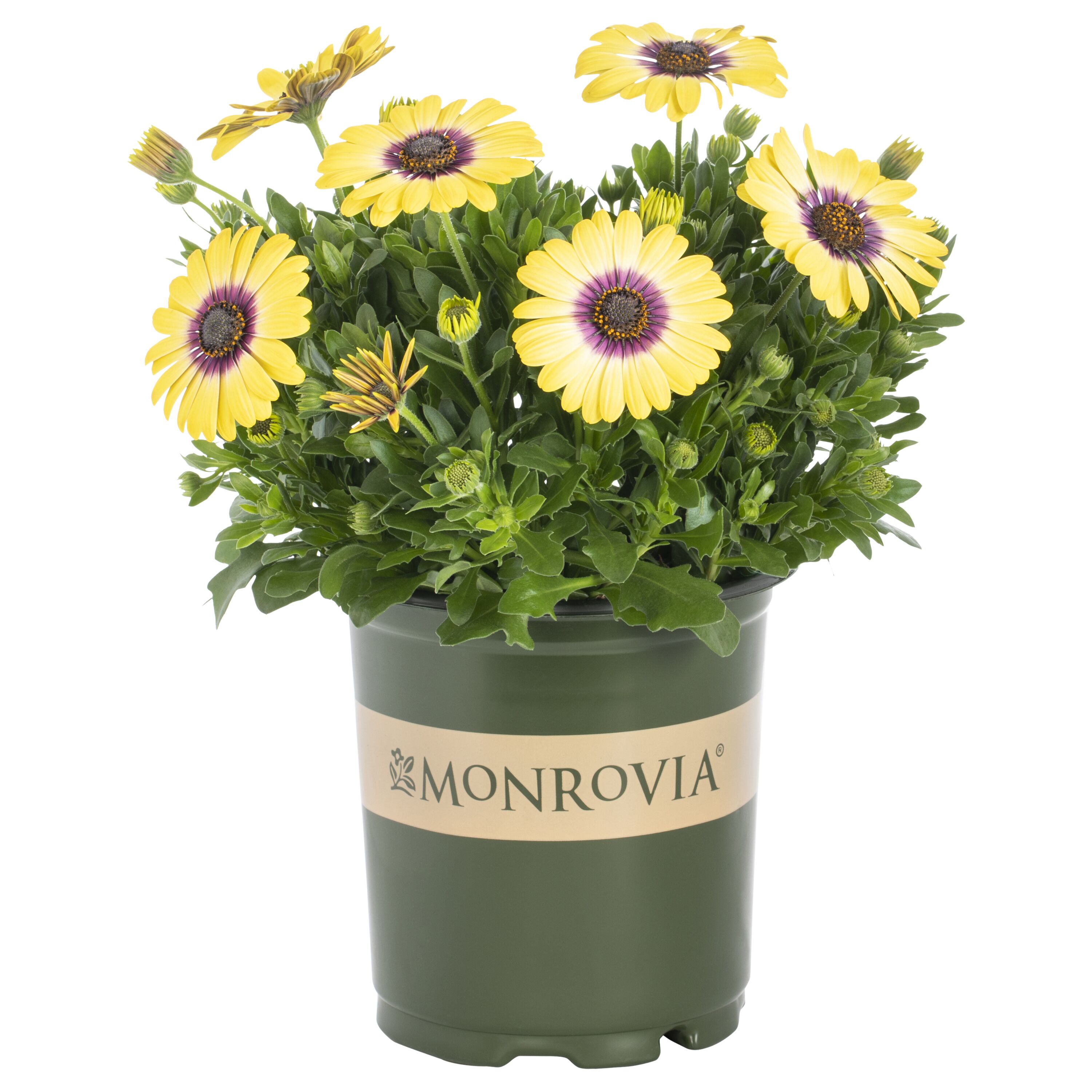 Monrovia 4701 annuals - View #3