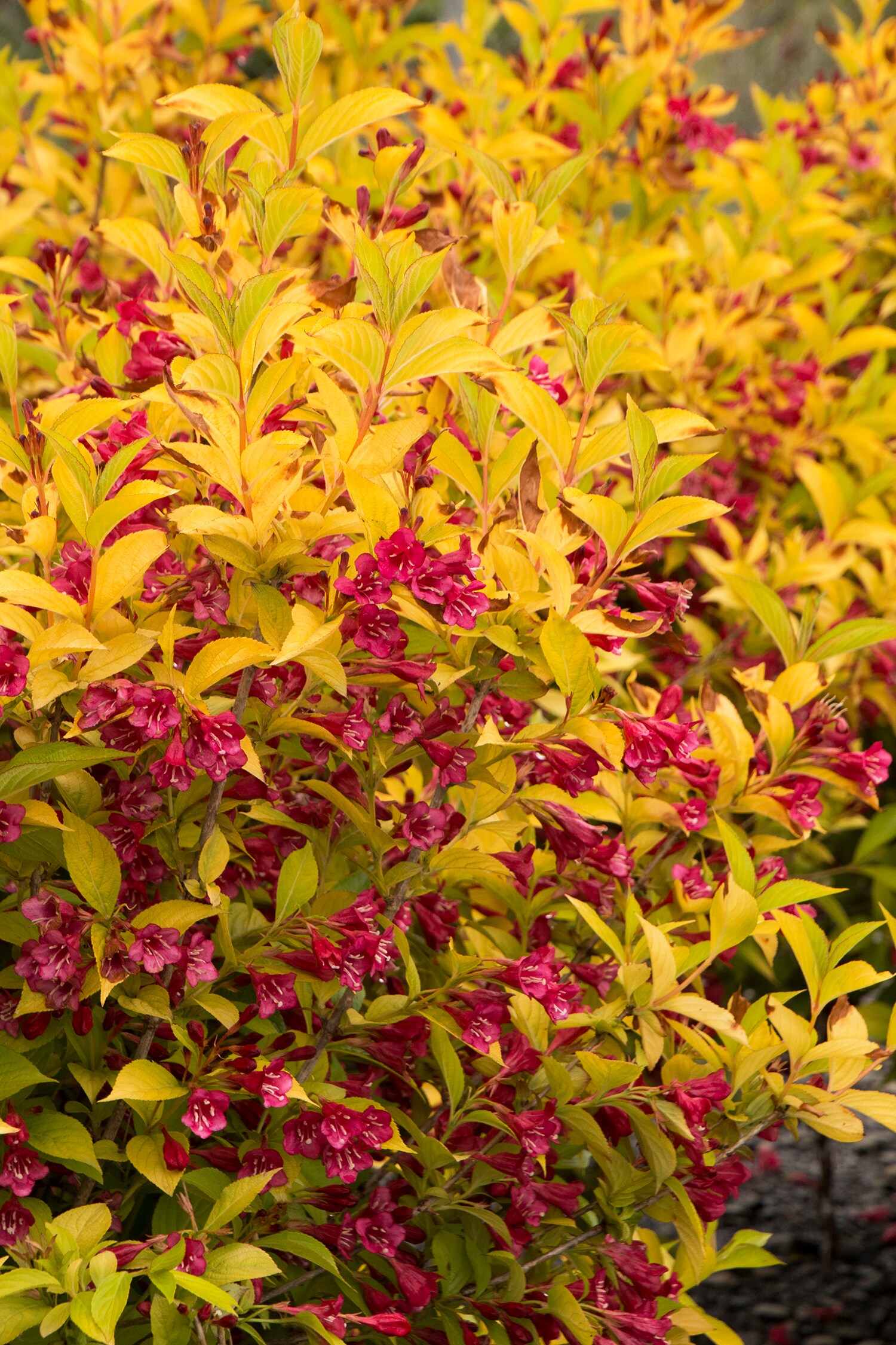 Attracts Hummingbirds Golden Jackpot Weigela Shrubs at Lowes.com