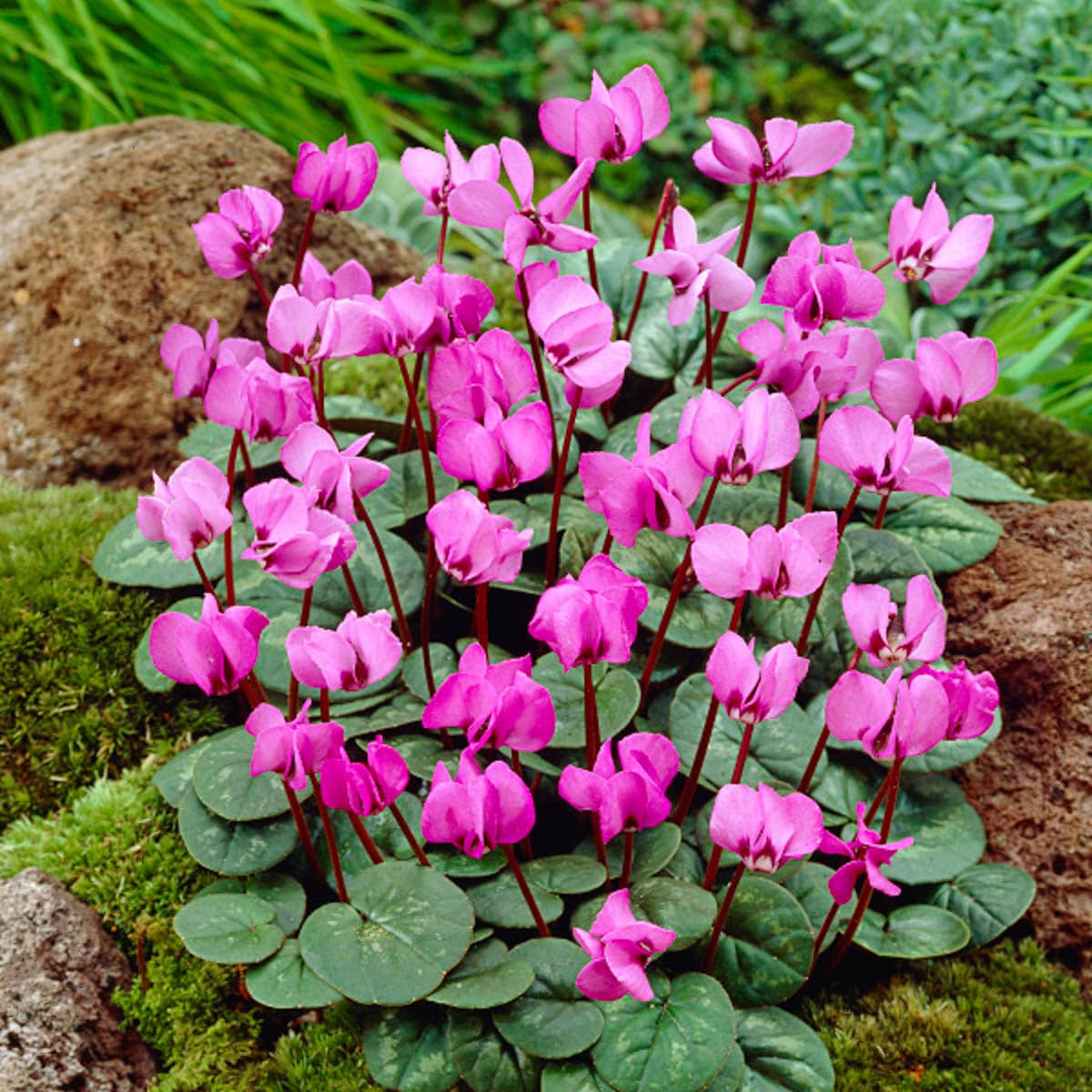 Breck's Pink Hardy Cyclamen Dormant Flowering Bulbs 3-Pack 12286 at ...