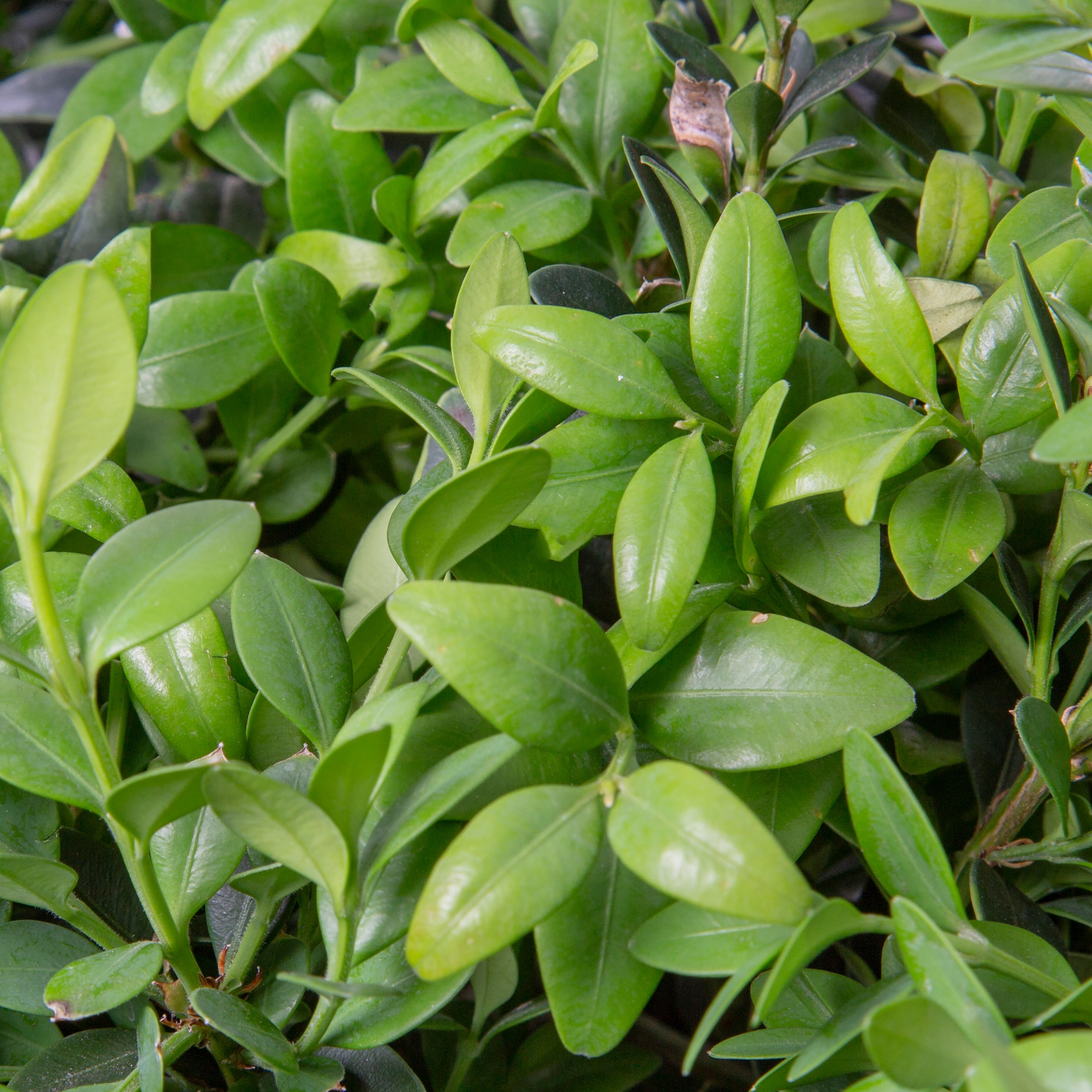 Lowe's 908145 shrubs - View #2