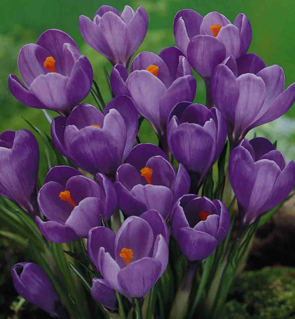  20.23439 Lavender Remembrance Crocus Bulbs