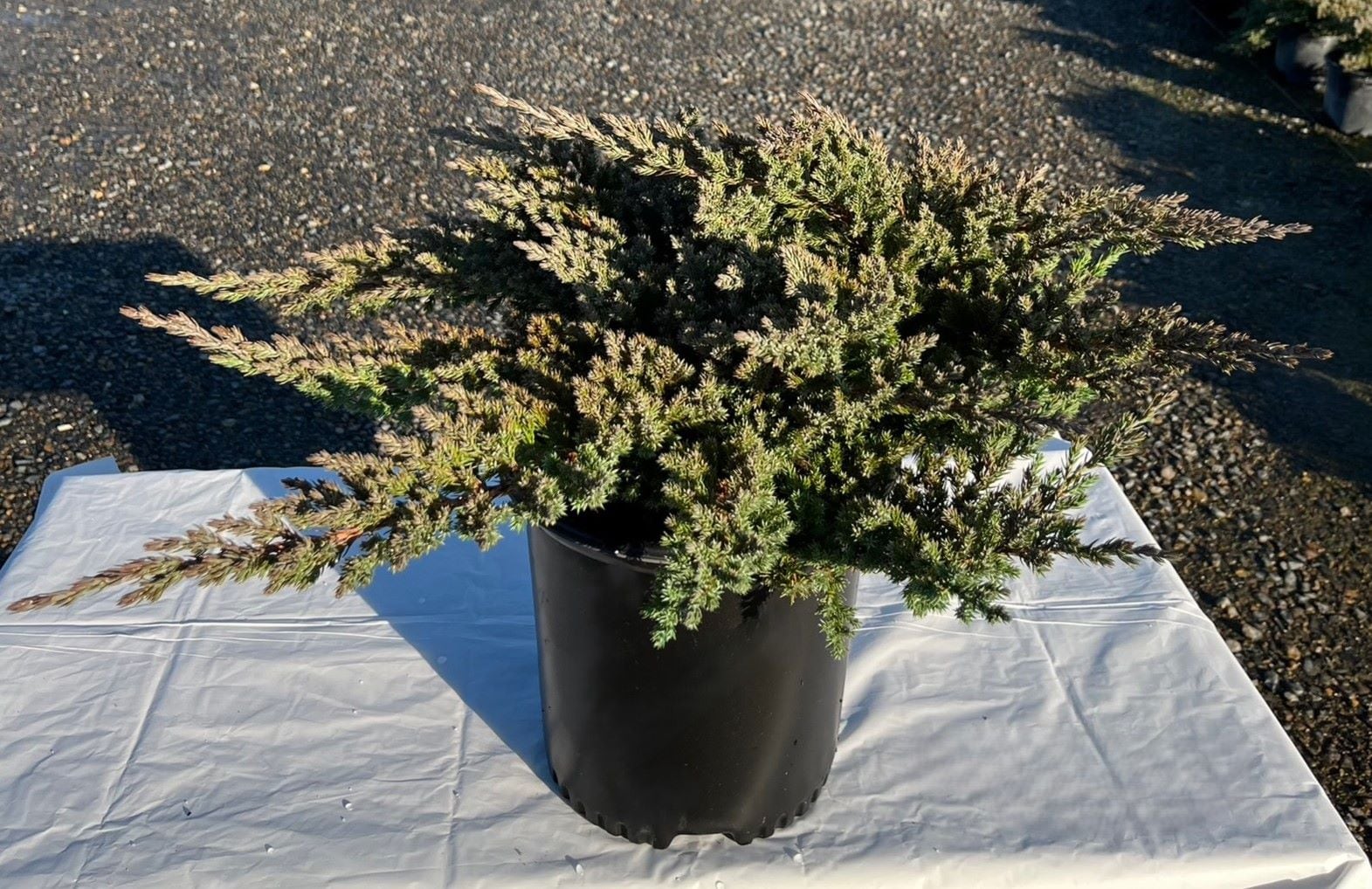  O494002 shrubs - View #3