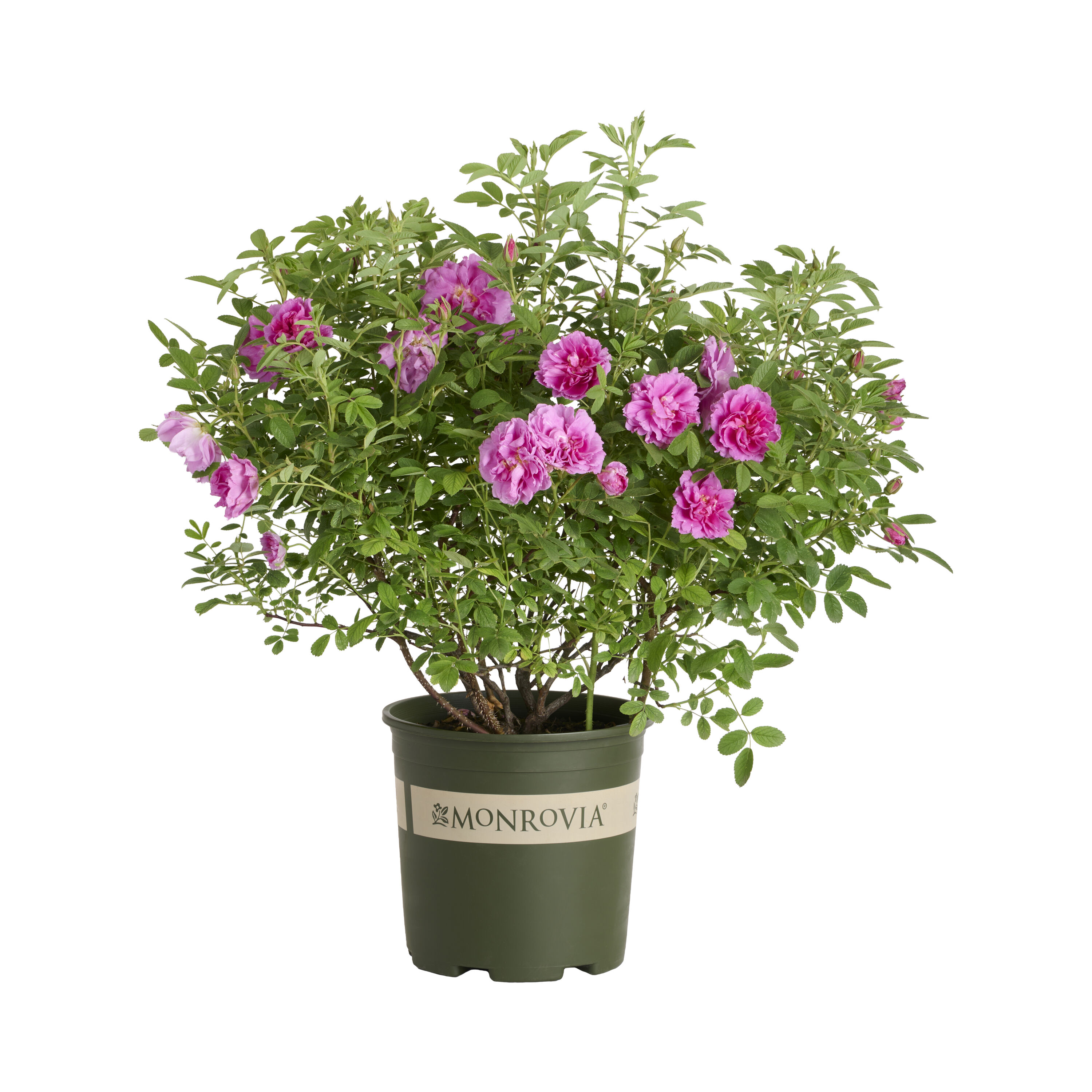 Monrovia Red Seaside Swirl Rugosa Rose 1.73 -Gallon 1 -Pack in Pot