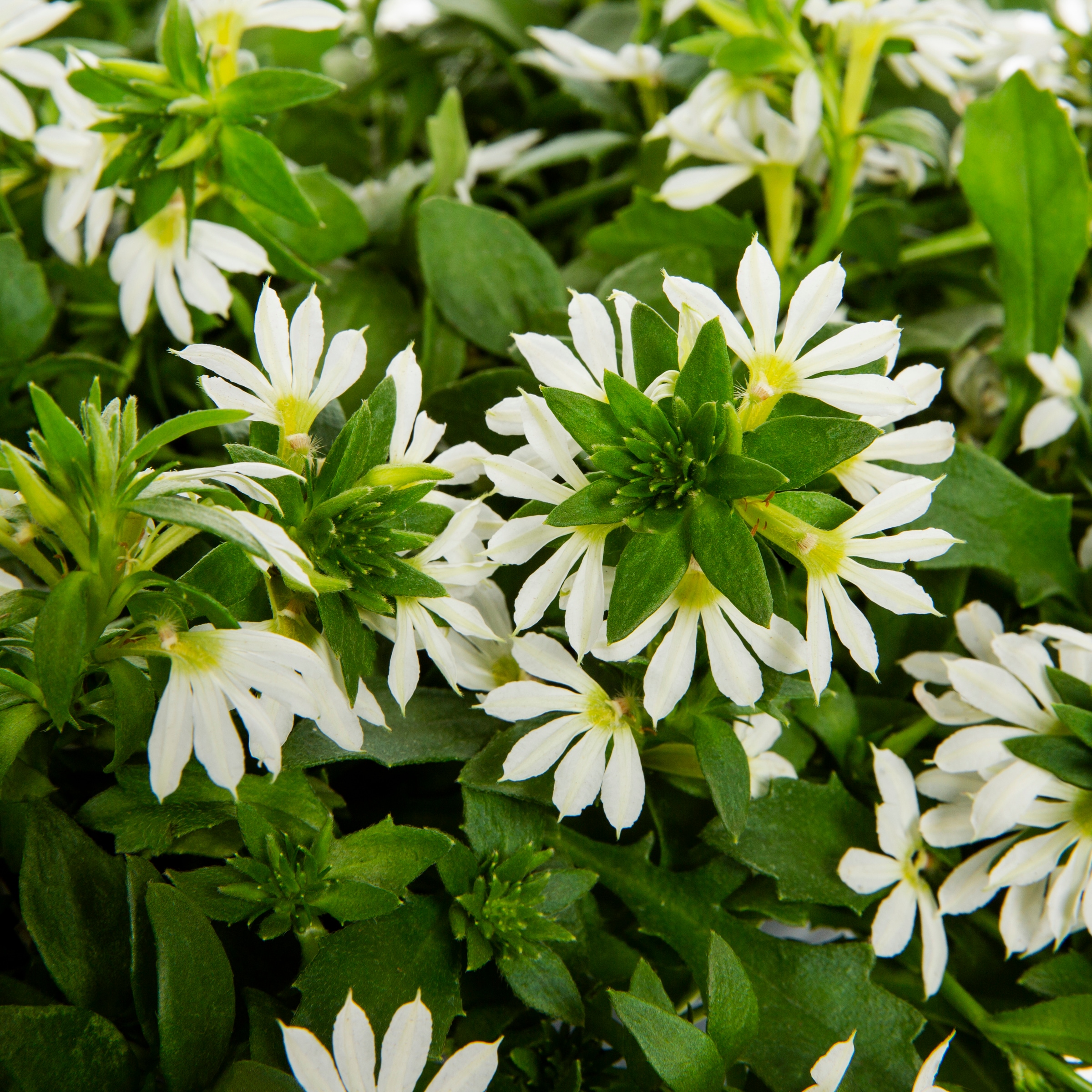 Lowe's 462212 annuals - View #2