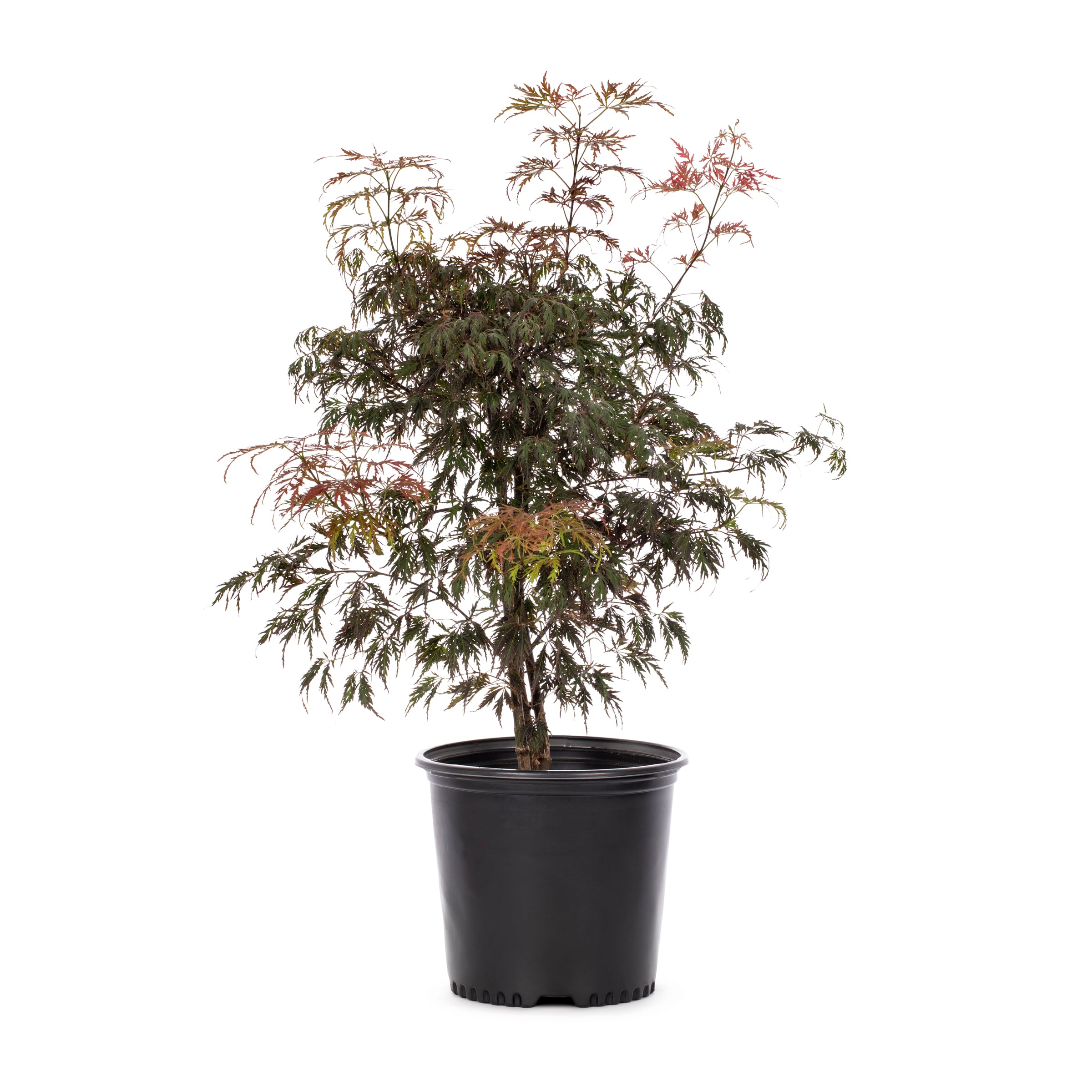 Lowe's NURSERY 6.08 -Gallon Multicolor Feature Japanese Weeping Maple In pot (with soil)